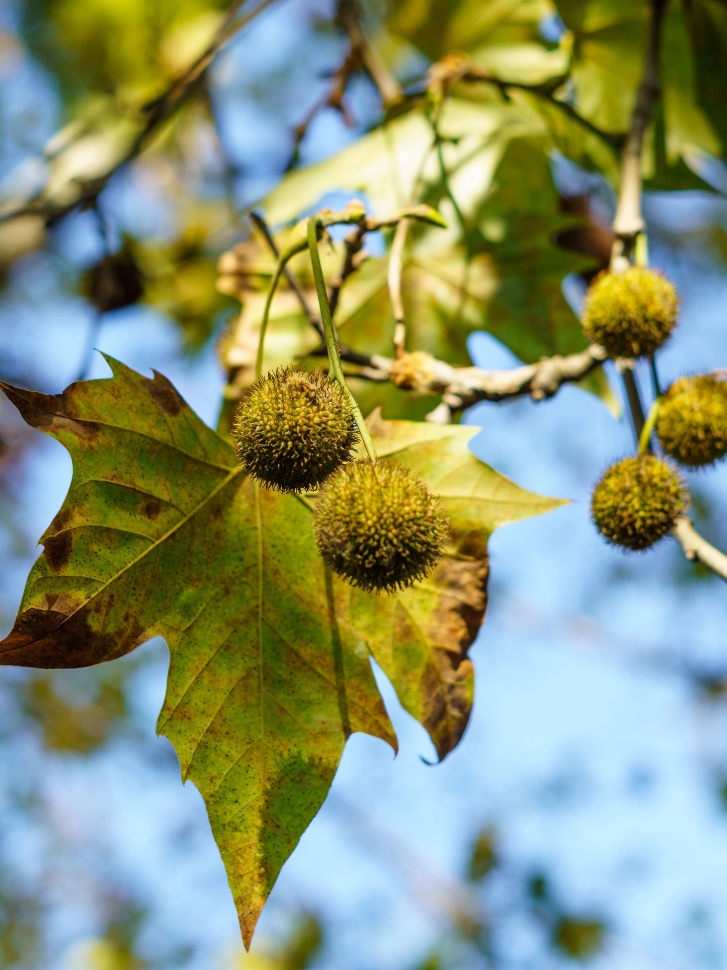 Close-up of fruits