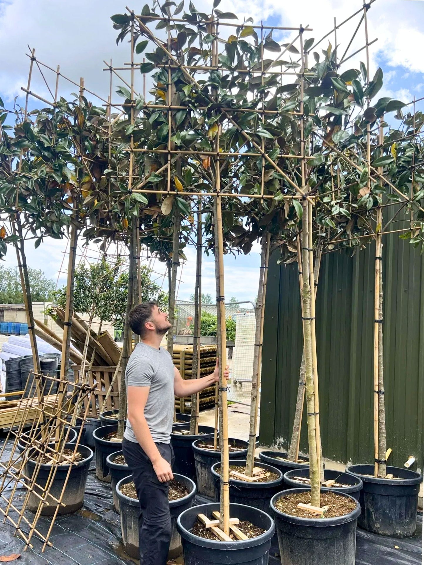 180cm / 12-14cm / 120x120cm / Freshly pleached / April