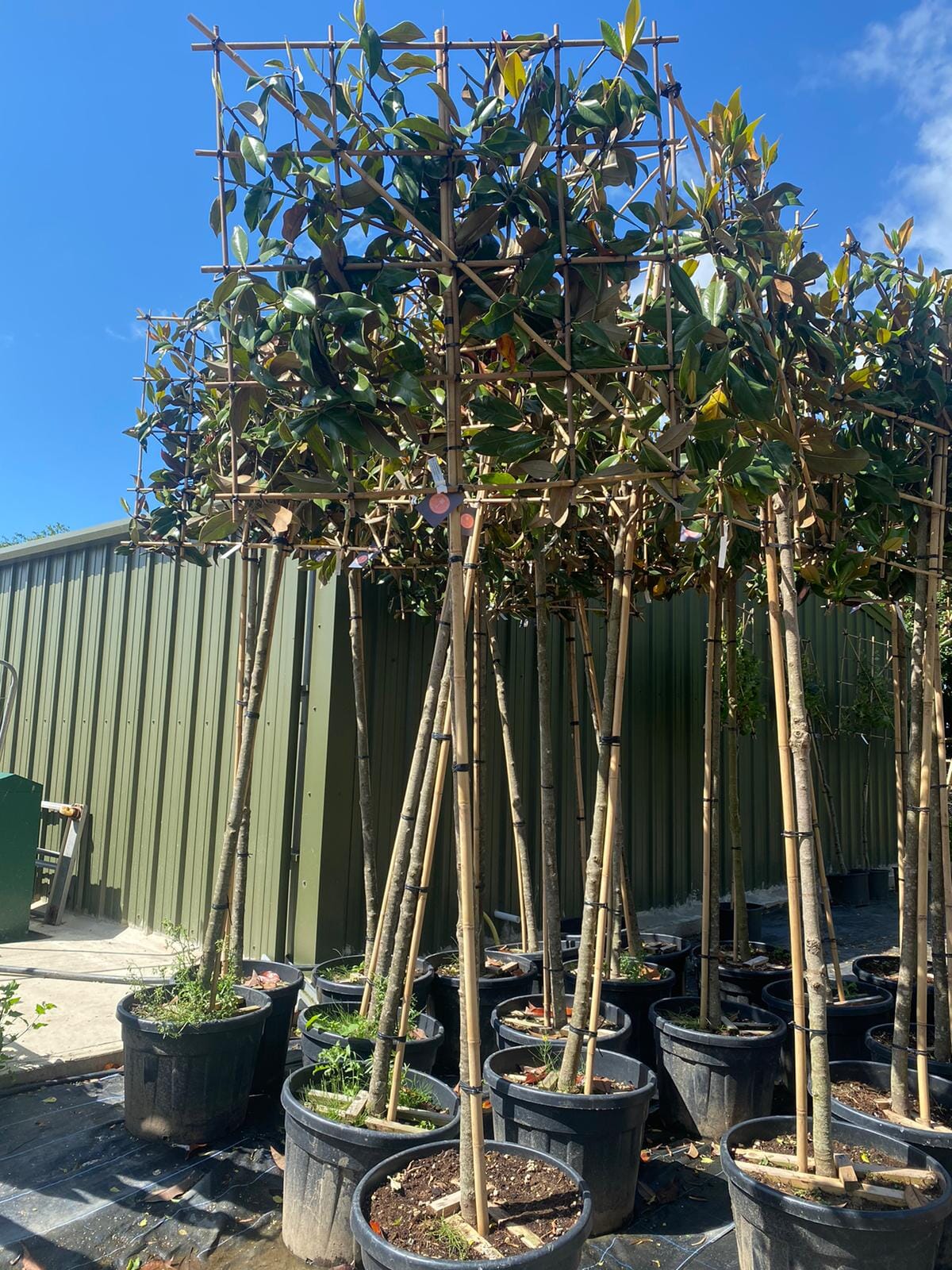 180cm / 14-16cm / 120x120cm / Freshly pleached / August