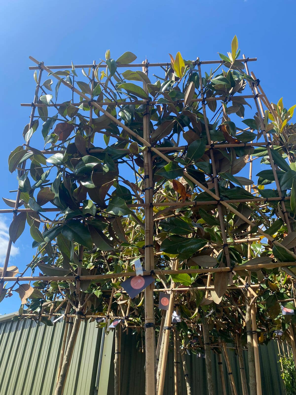 14-16cm / 120x120cm / Freshly pleached / August