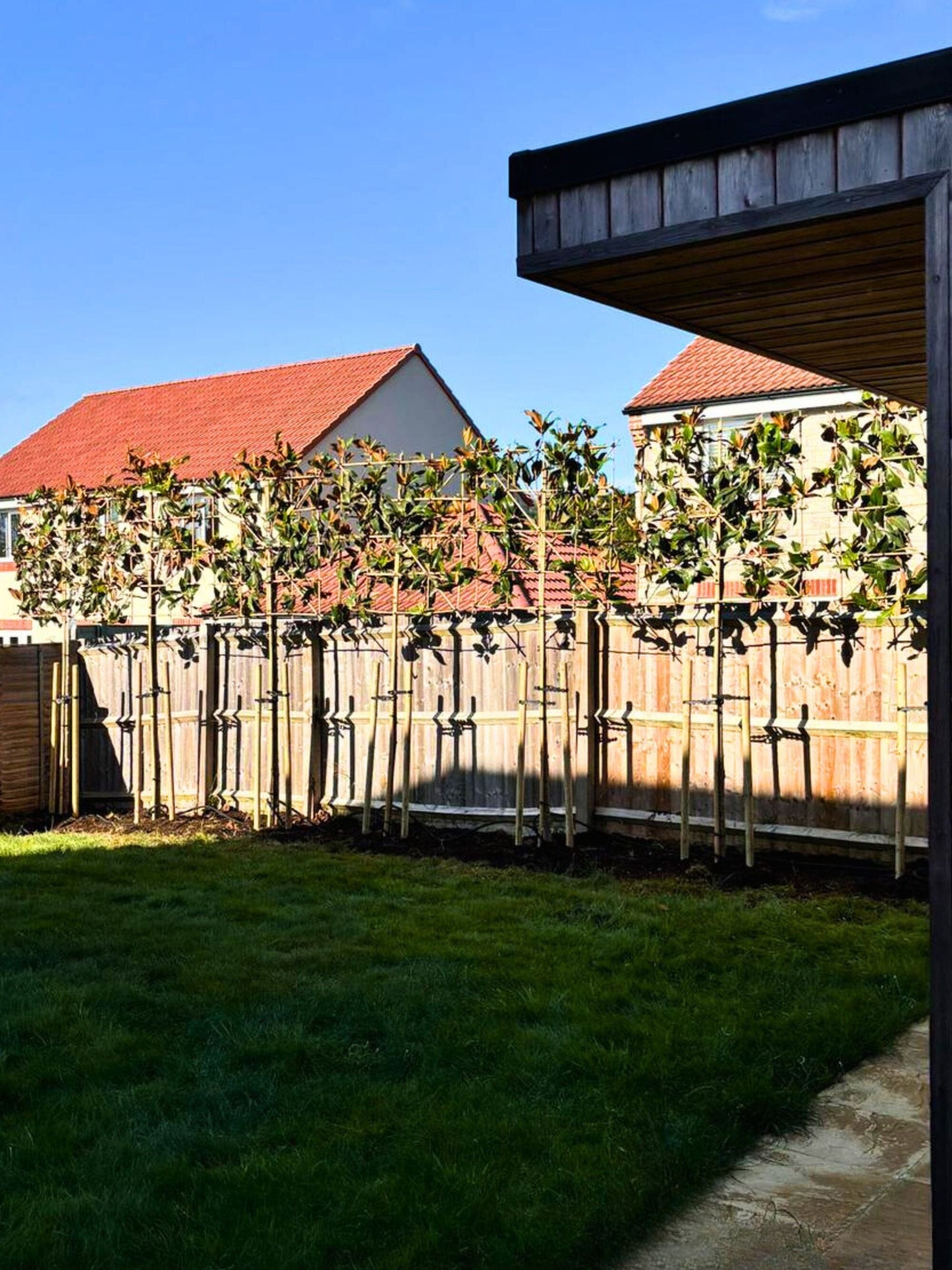 180cm / 14-16cm / 120x120cm / Planting service / August