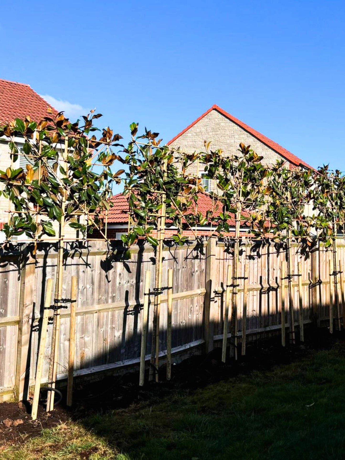 180cm / 14-16cm / 120x120cm / Planting service / August