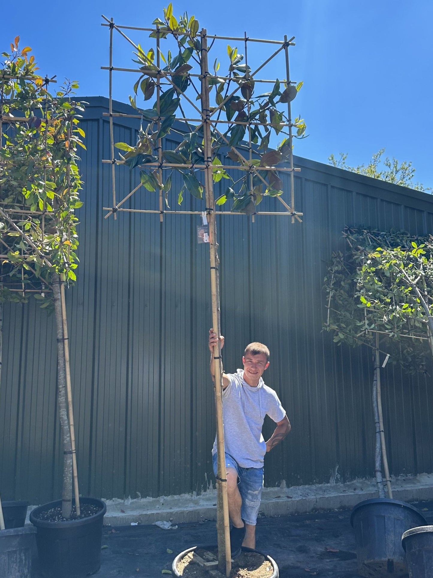 200cm / 12-14cm / 120x120cm / Freshly pleached / June