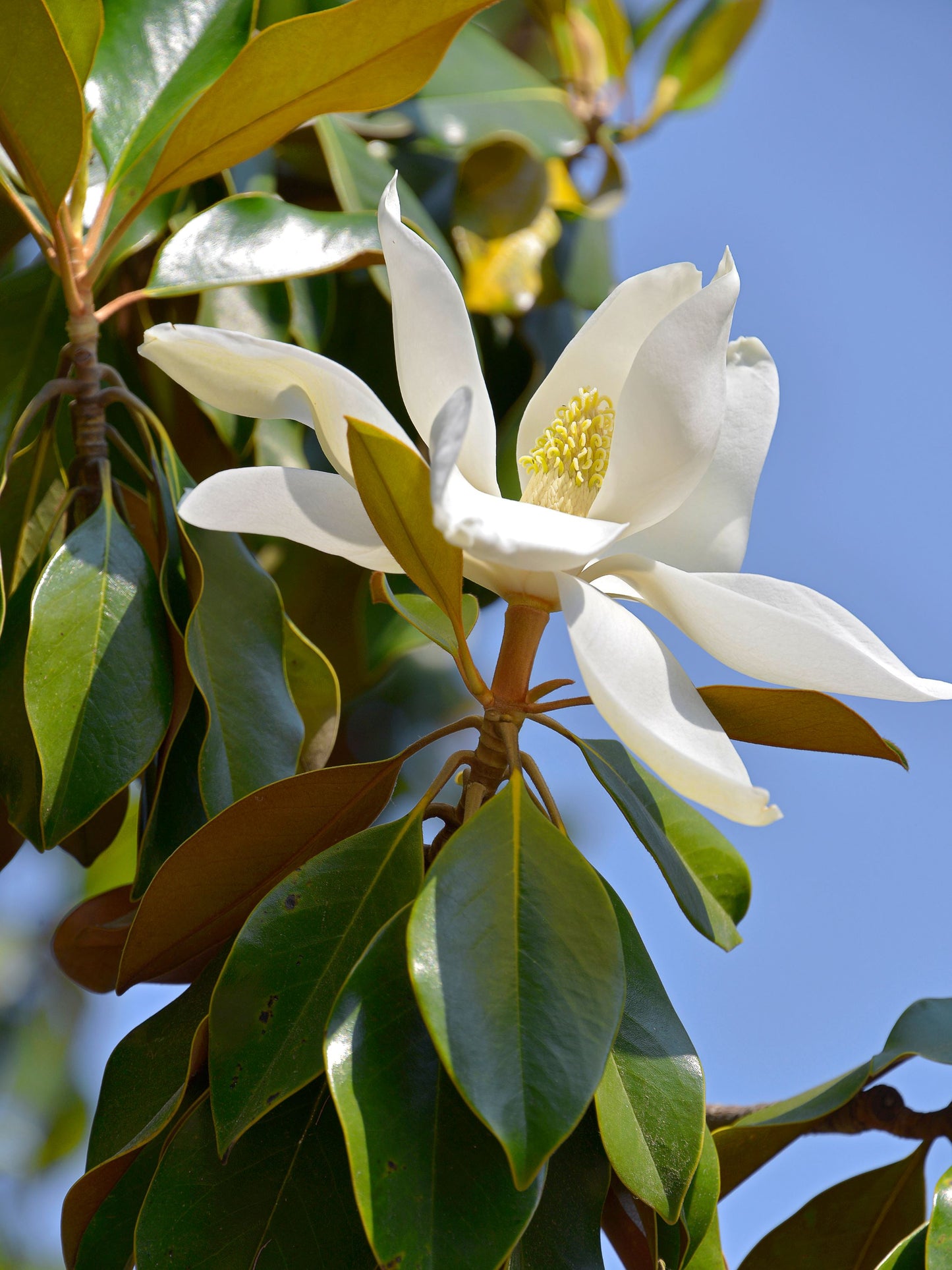 Close-up of flower and foliage in summer