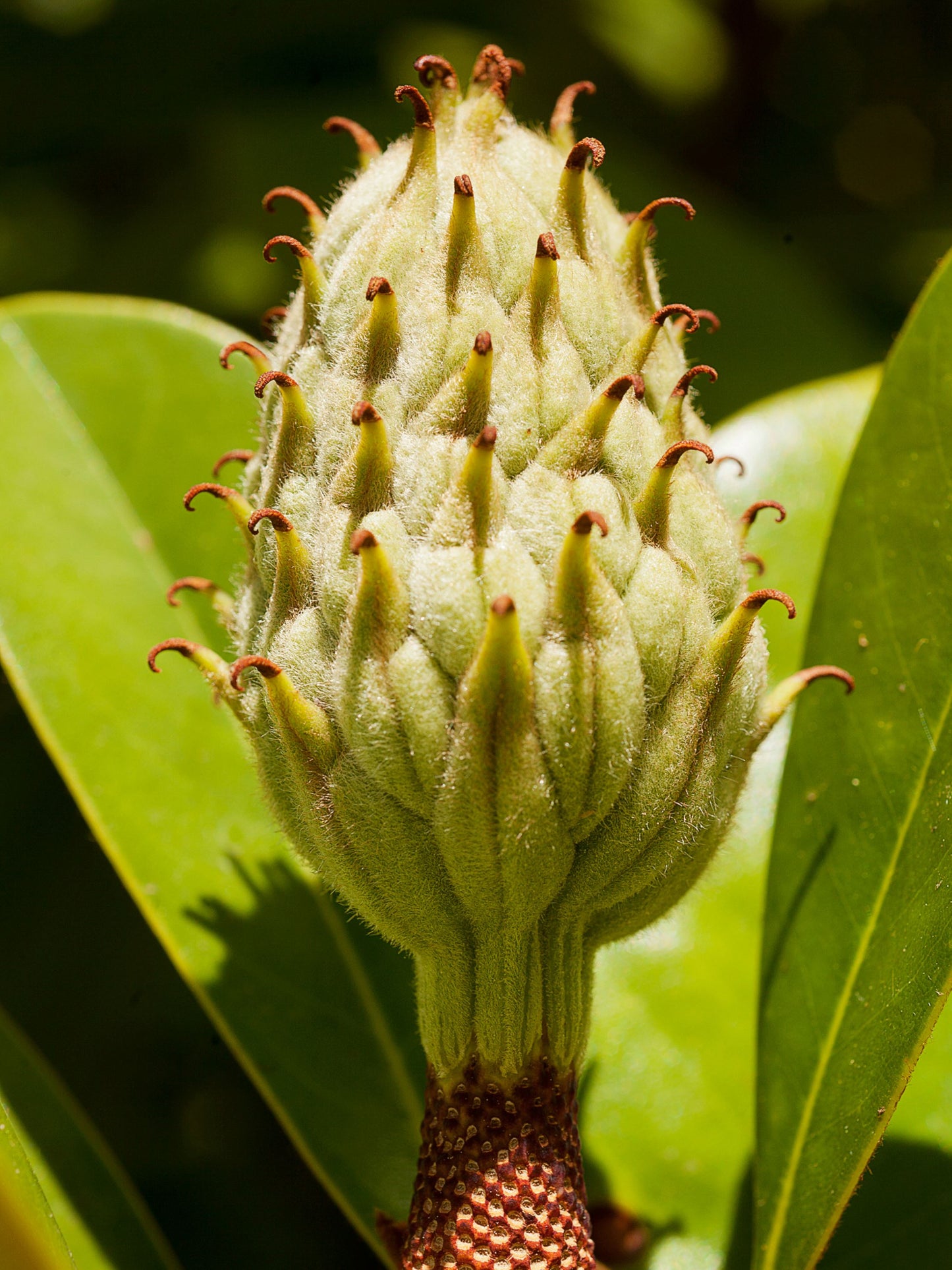 Close-up of flower bud in summer
