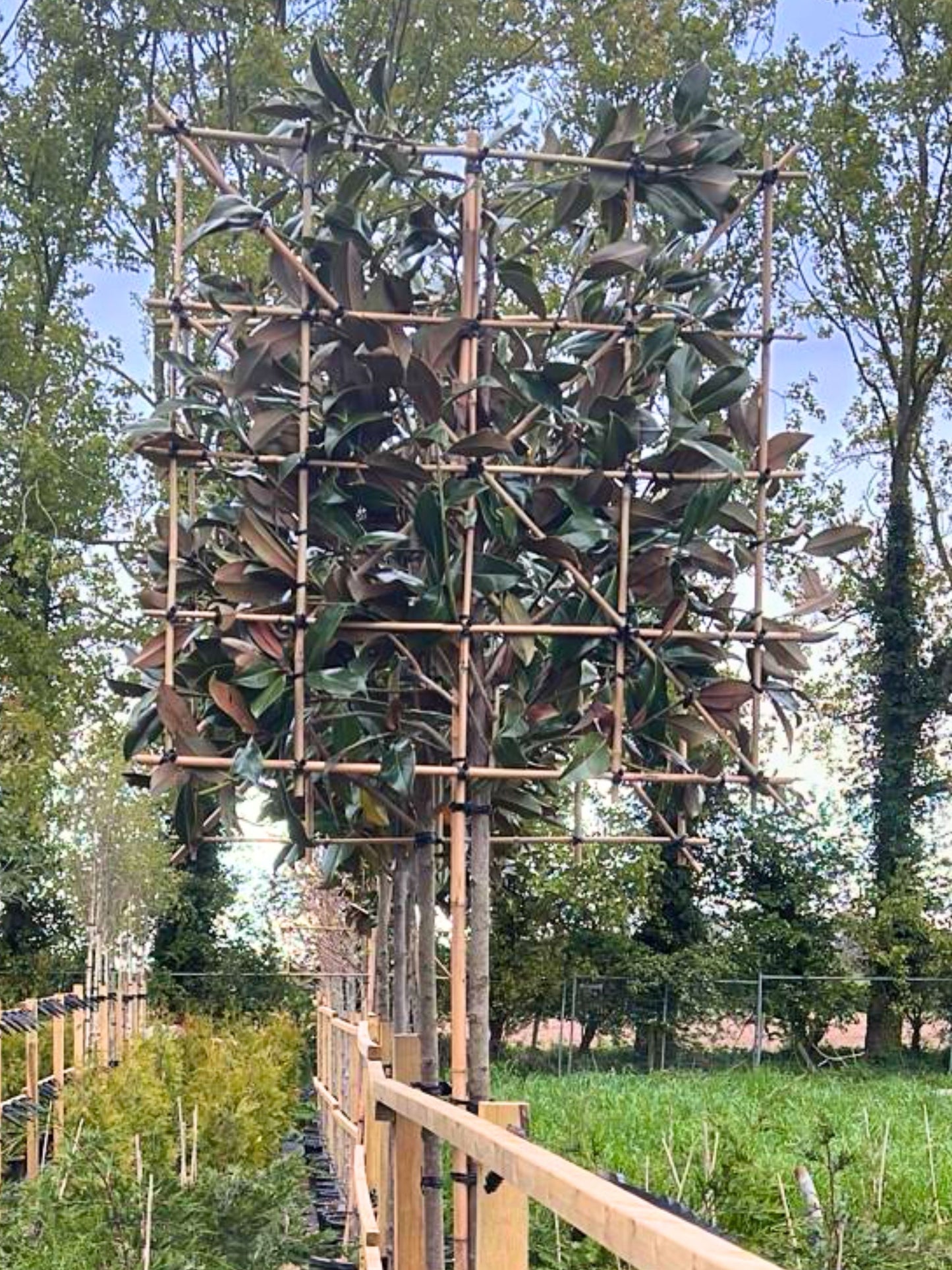 14-16cm / 120x120cm / Freshly pleached / April
