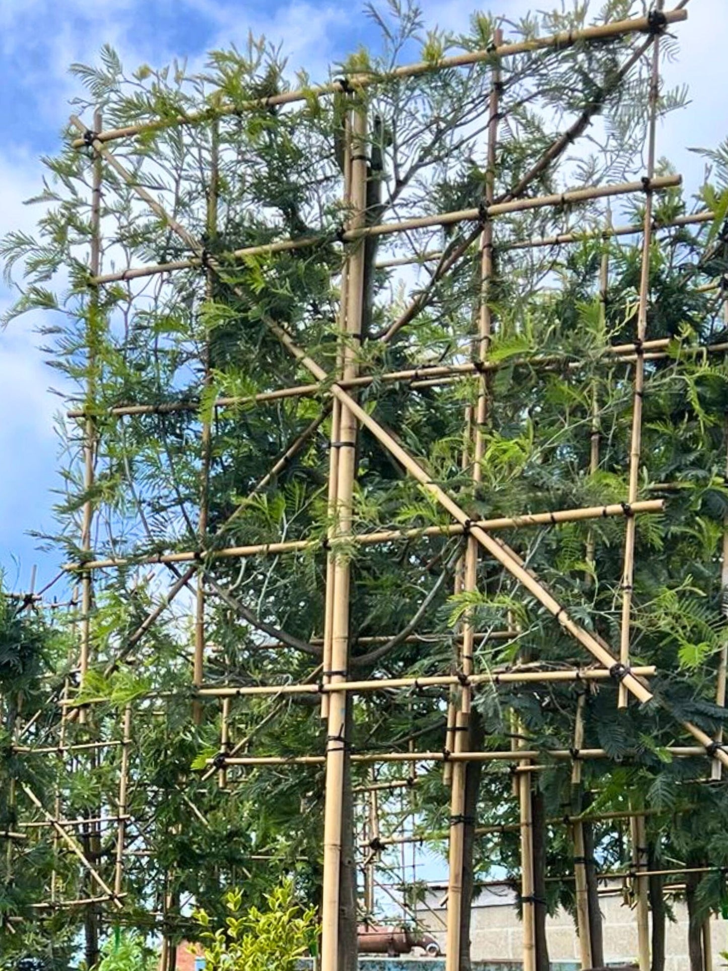 10-12cm / 120x120cm / Freshly pleached / May