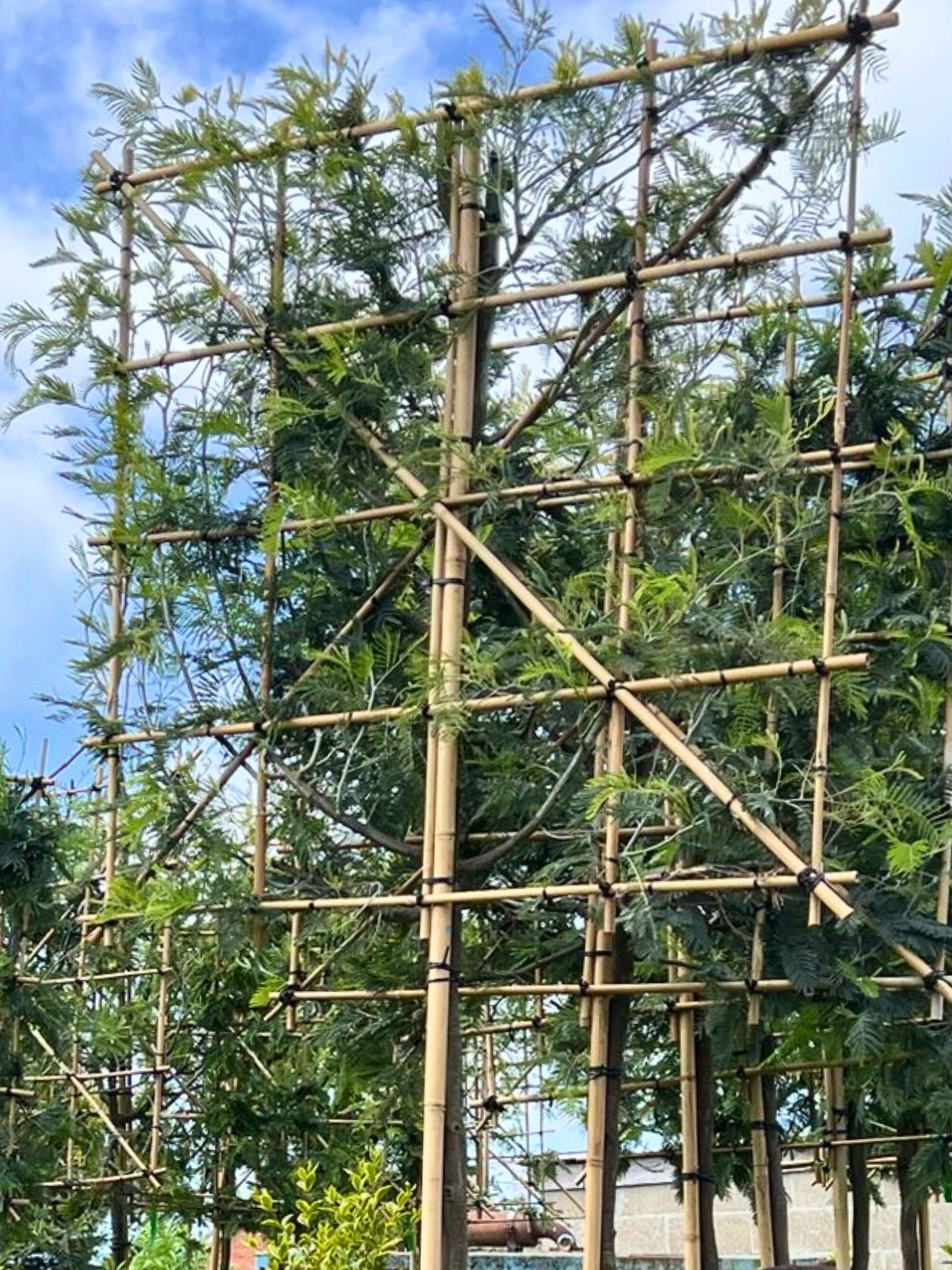 10-12cm / 120x120cm / Freshly pleached / May