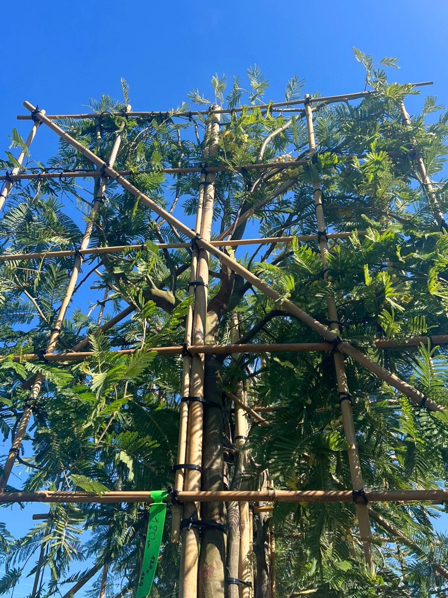 14-16cm / 120x120cm / Freshly pleached / May