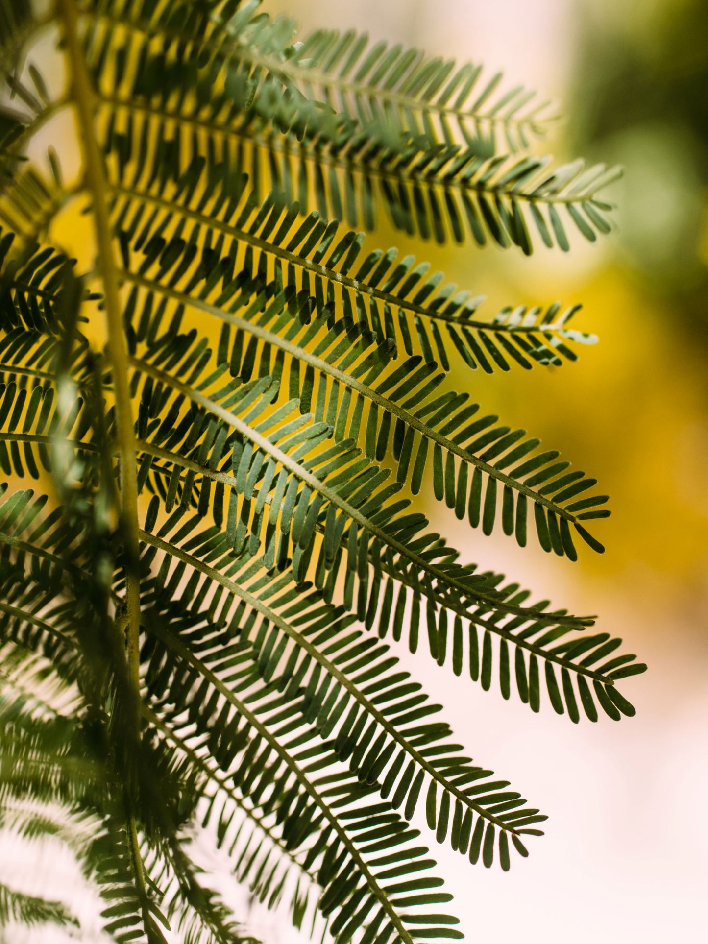 Close-up of foliage