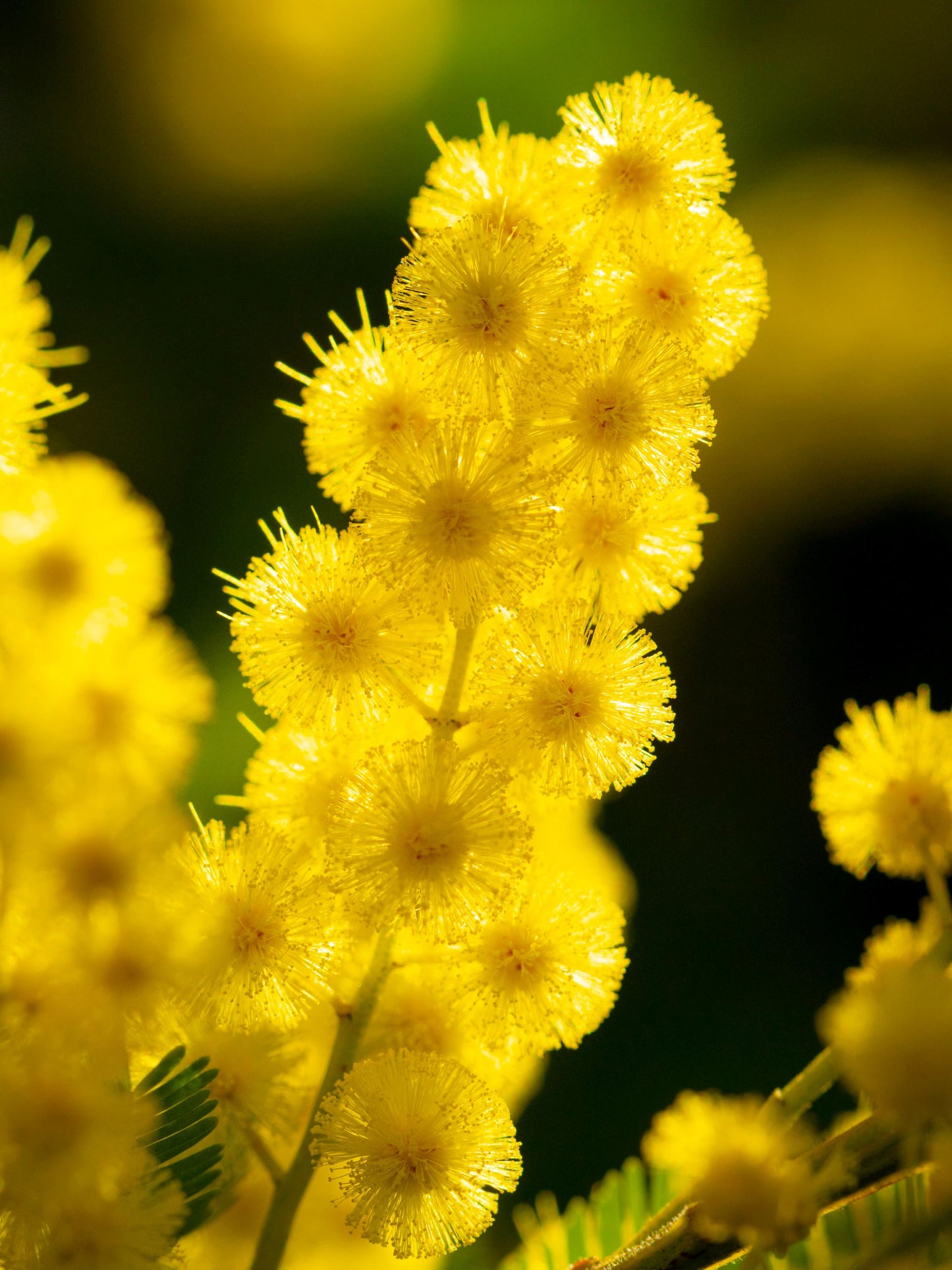 Close-up of flower