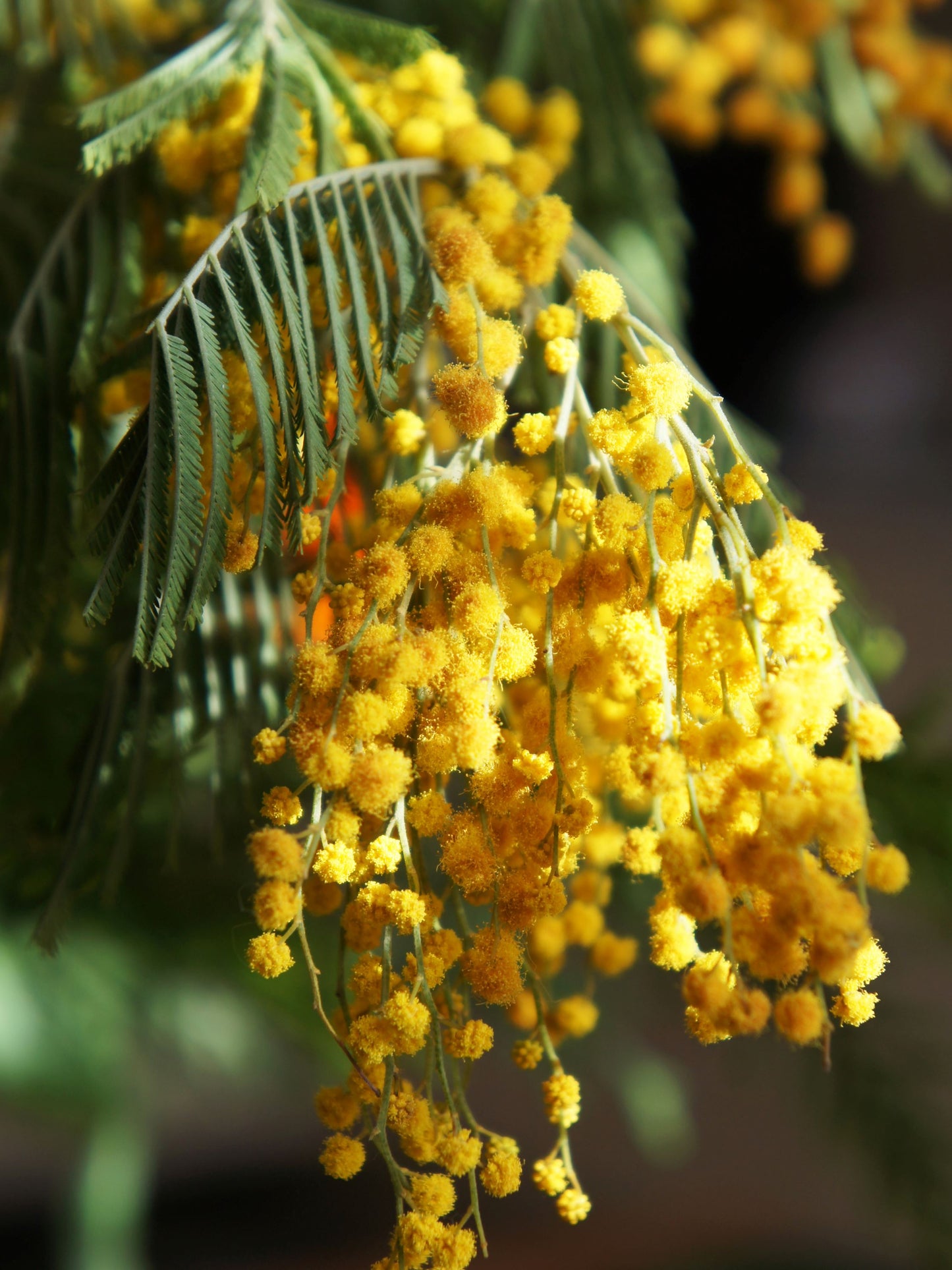 Close-up of flowers