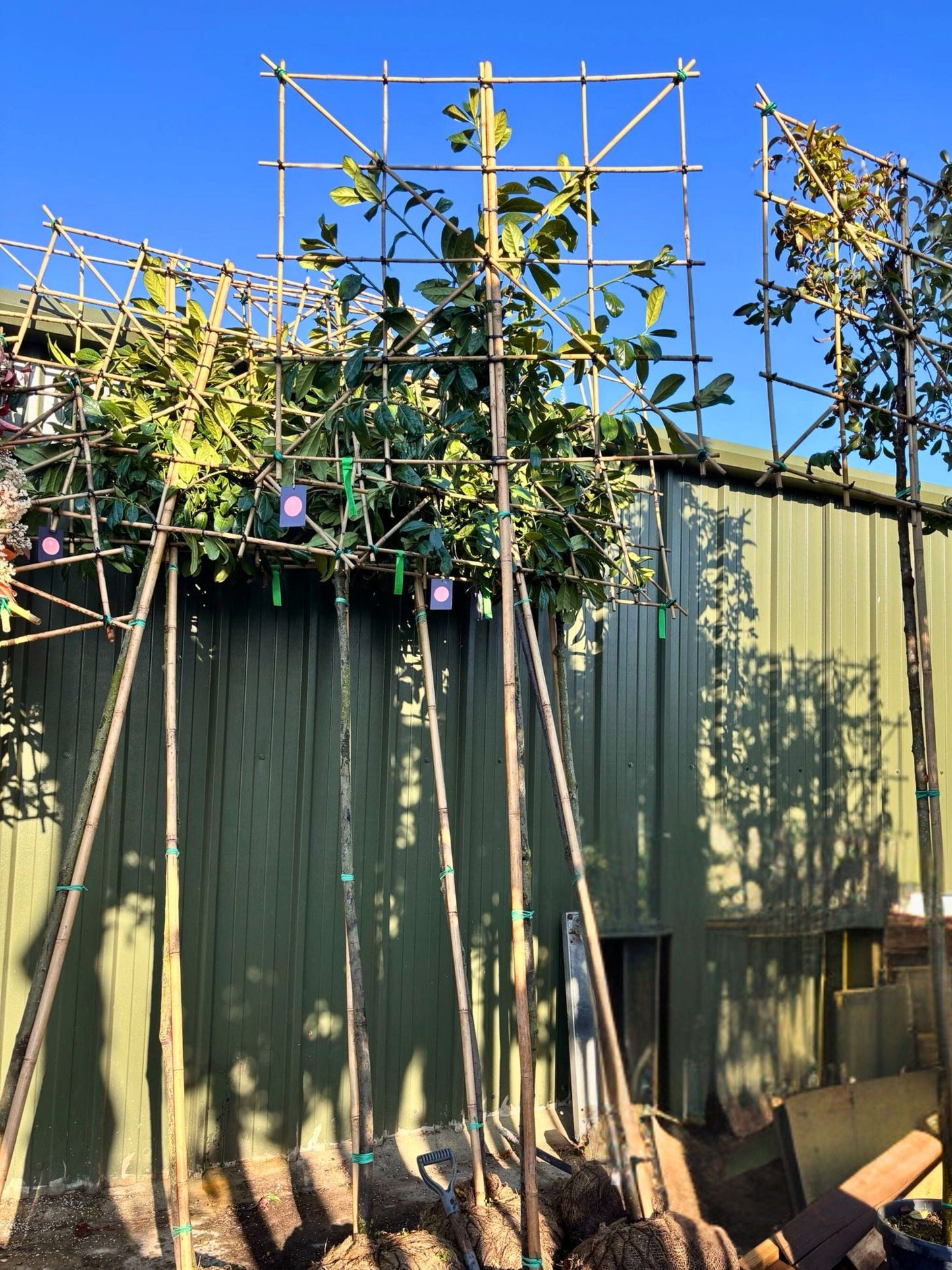 200cm / 6-8cm / 120x120cm / Freshly pleached / April