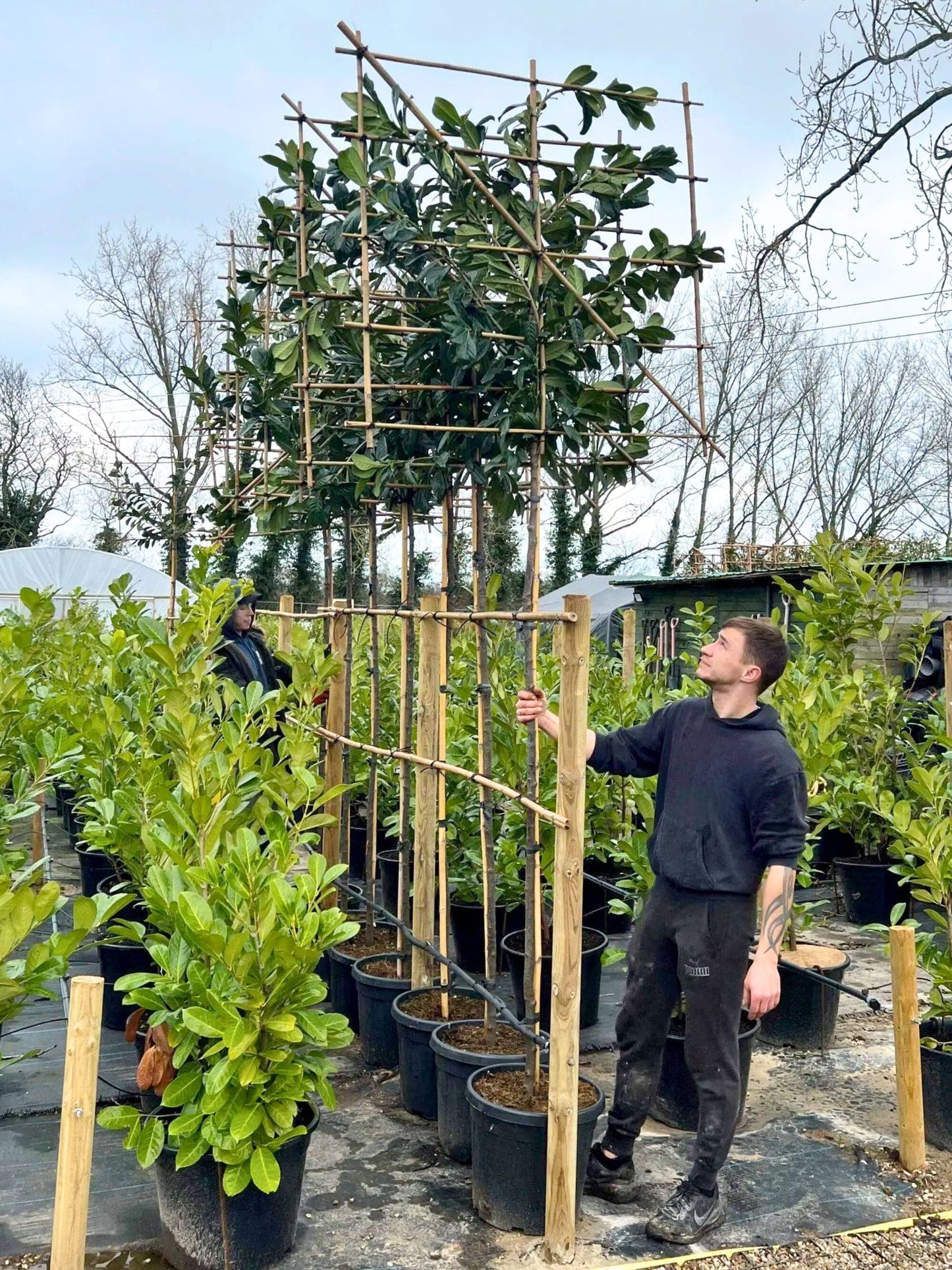 180cm / 10-12cm / 120x120cm / Freshly pleached / April