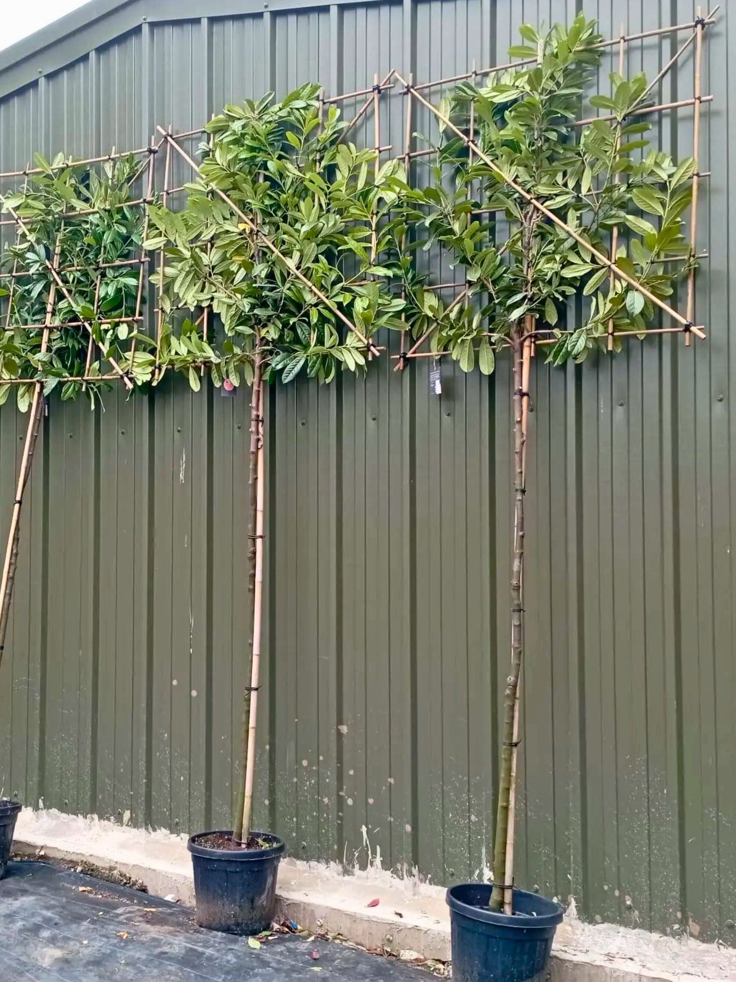 200cm / 12-14cm / 120x120cm / Freshly pleached / June