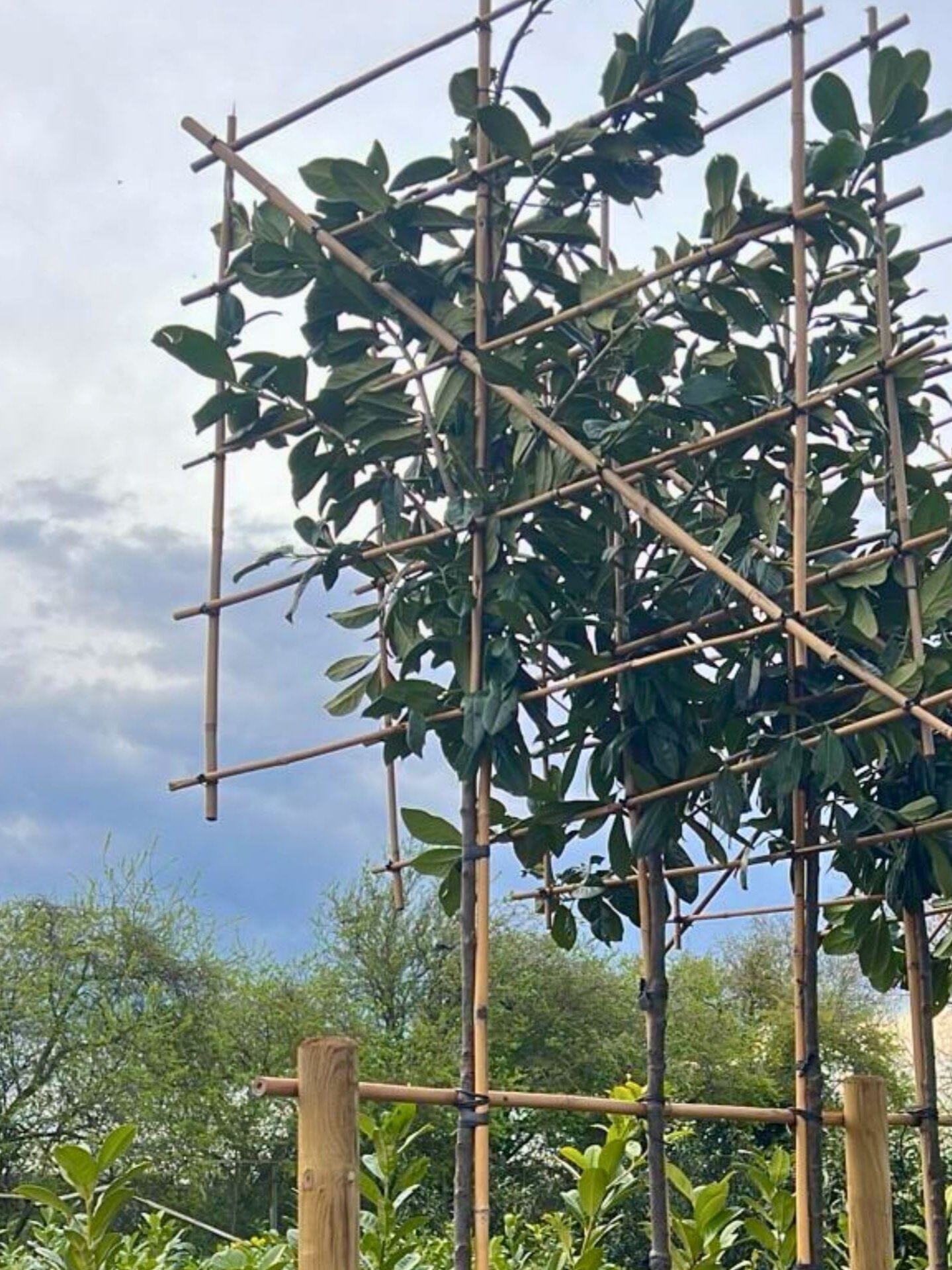 6-8cm / 120x120cm / Freshly pleached / March