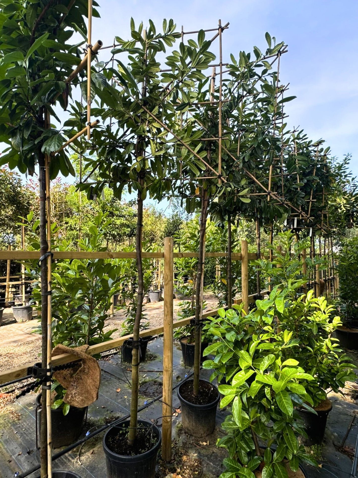 180cm / 10-12cm / 120x120cm / Freshly pleached / August