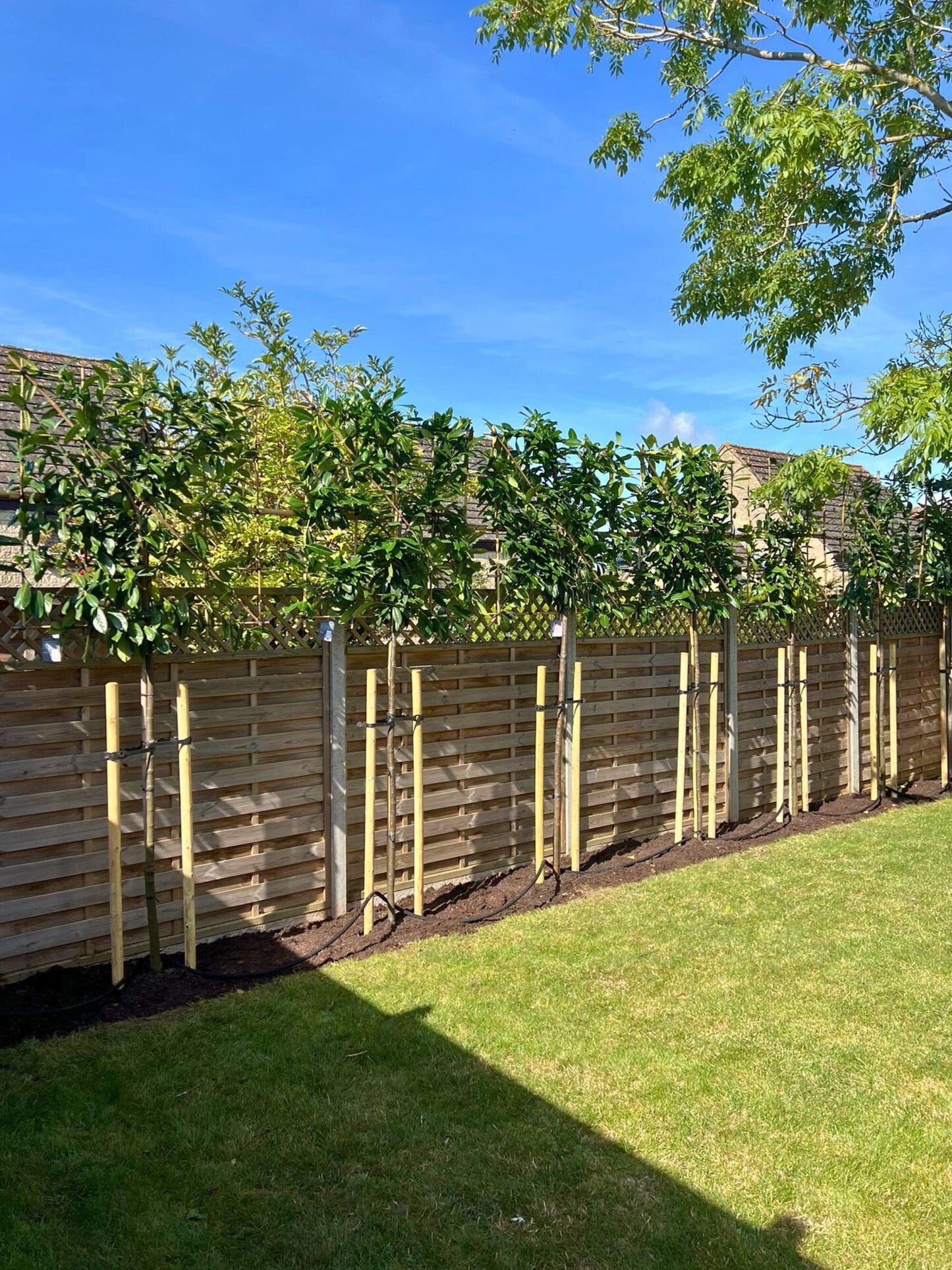 Pleached Novita Laurel / Planting Service / September