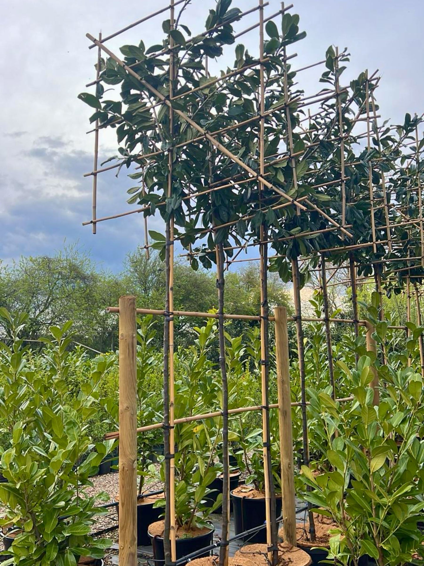 180cm / 6-8cm / 120x120cm / Freshly pleached / April