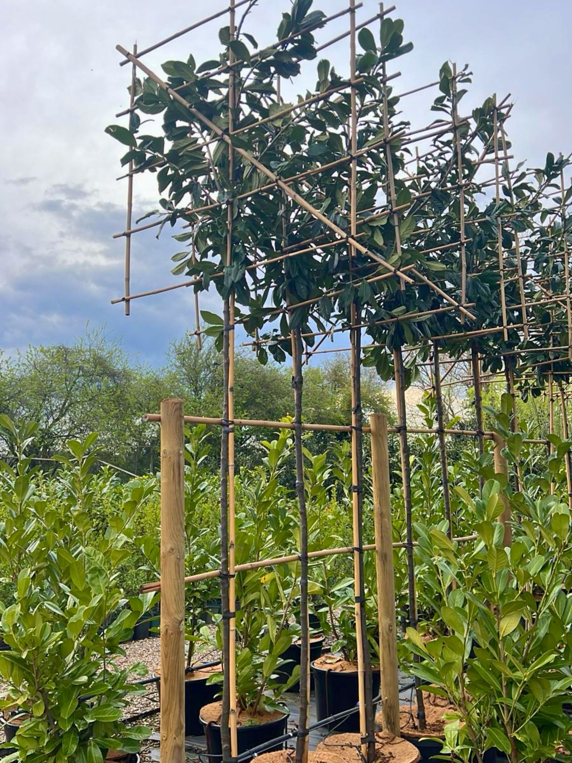 180cm / 6-8cm / 120x120cm / Freshly pleached / April