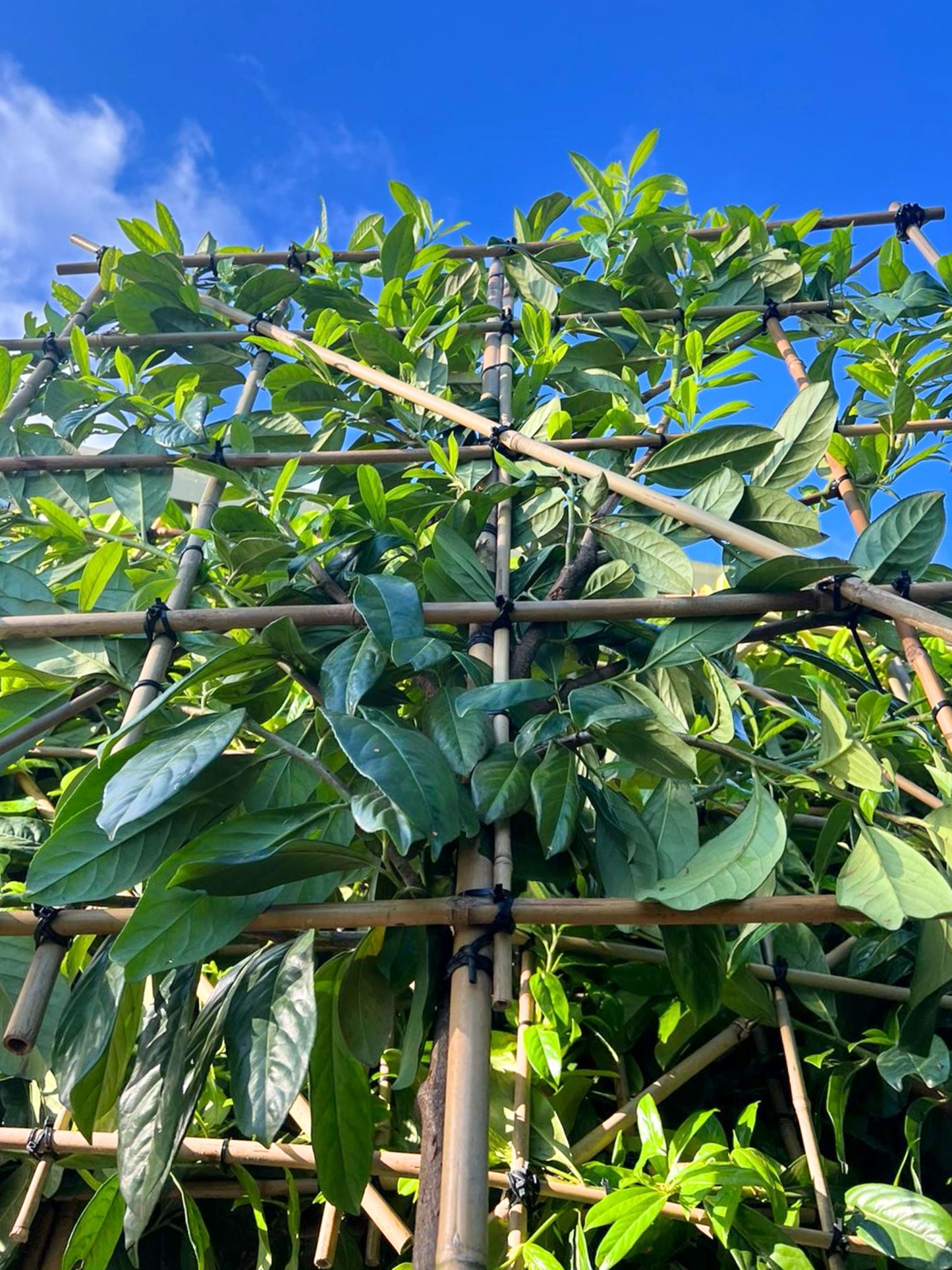 14-16cm / 120x120cm / Freshly pleached / June