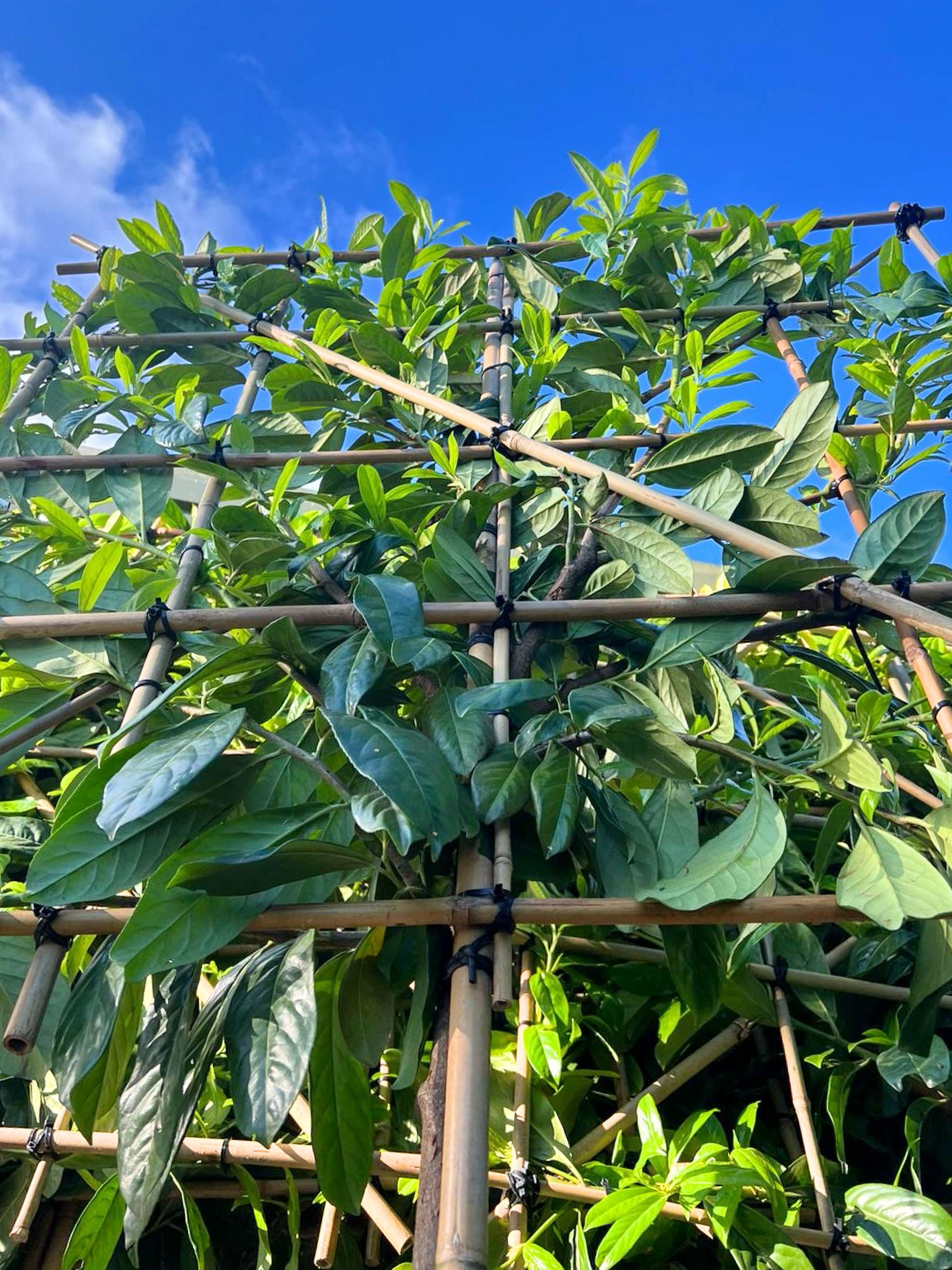 14-16cm / 120x120cm / Freshly pleached / June