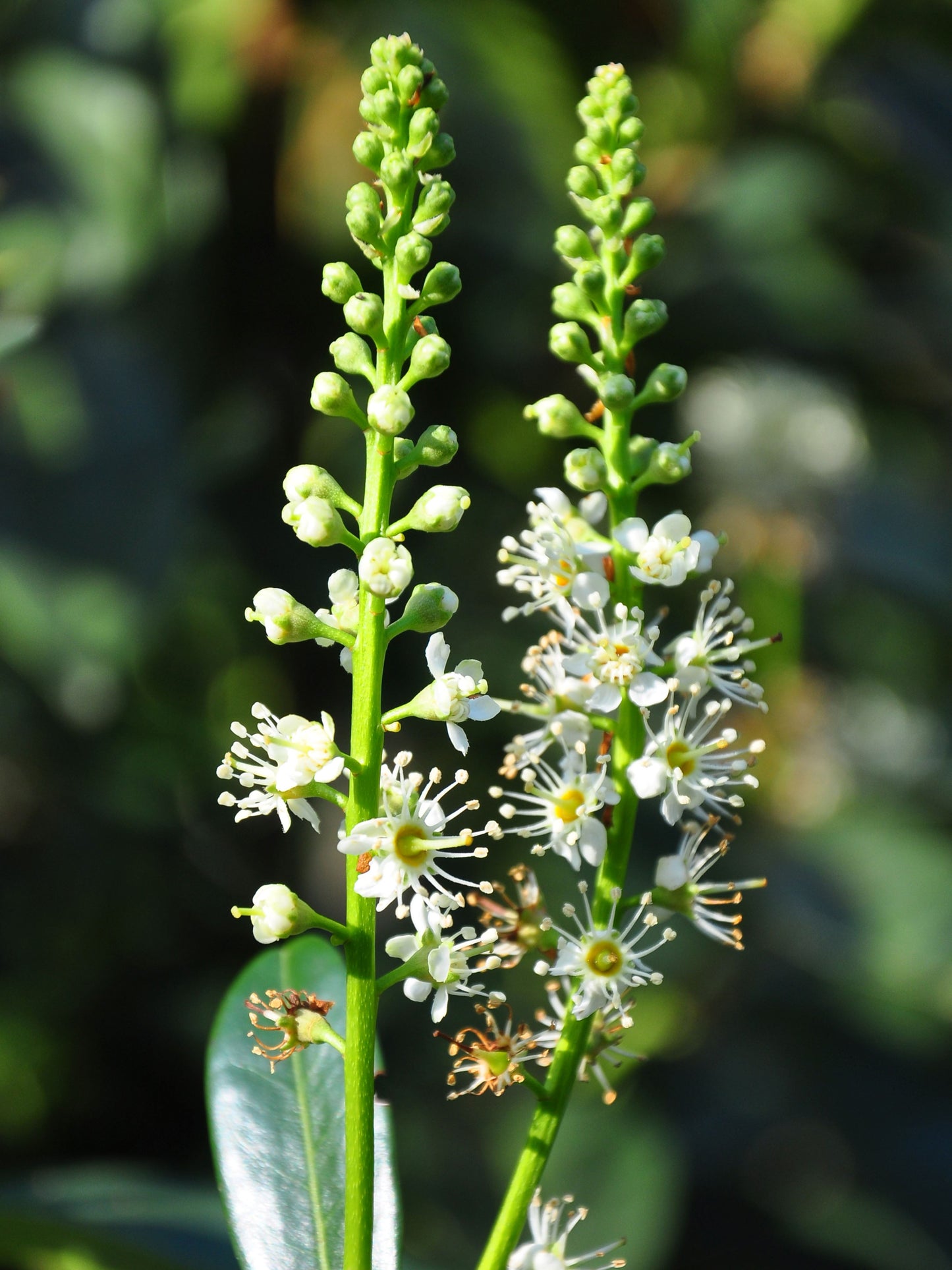 Close-up of flower in spring