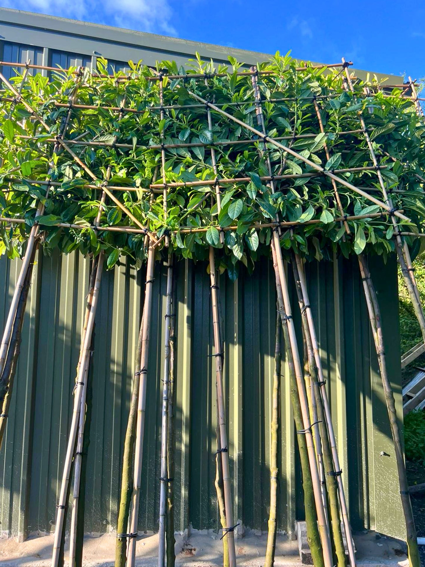 180cm / 12-14cm / 120x120cm / Freshly pleached / June