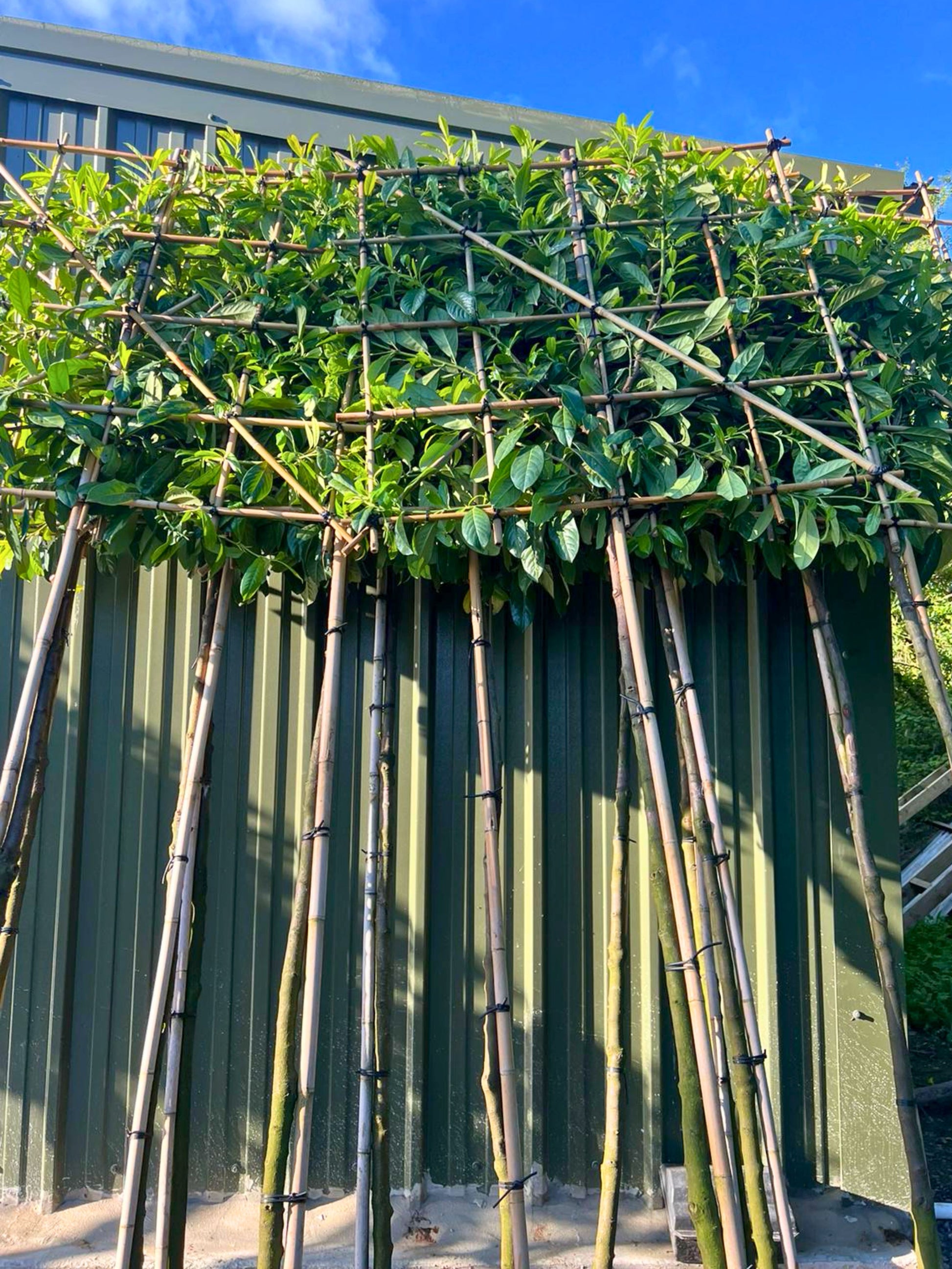 180cm / 12-14cm / 120x120cm / Freshly pleached / June
