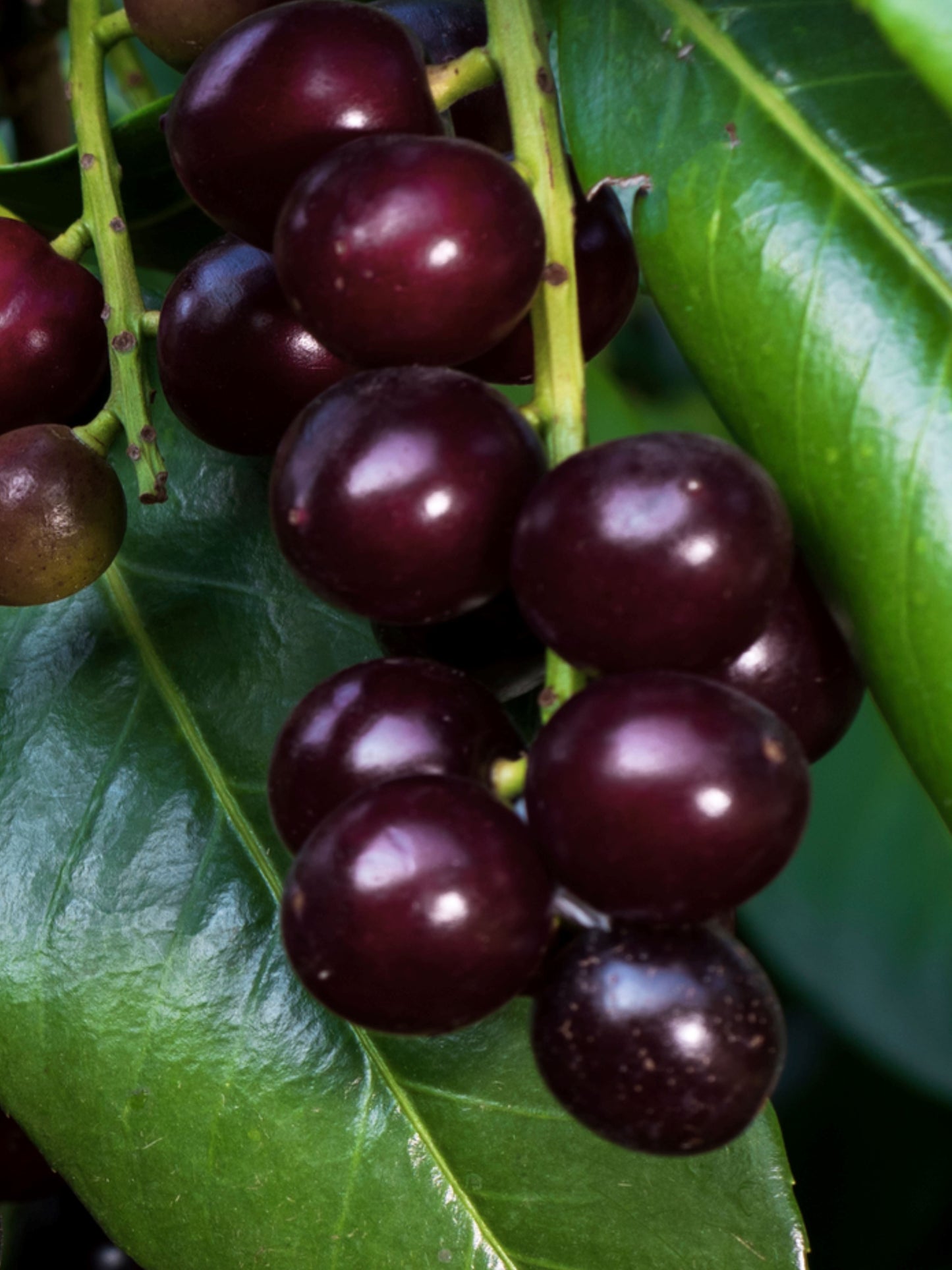 Close-up of berries in autumn