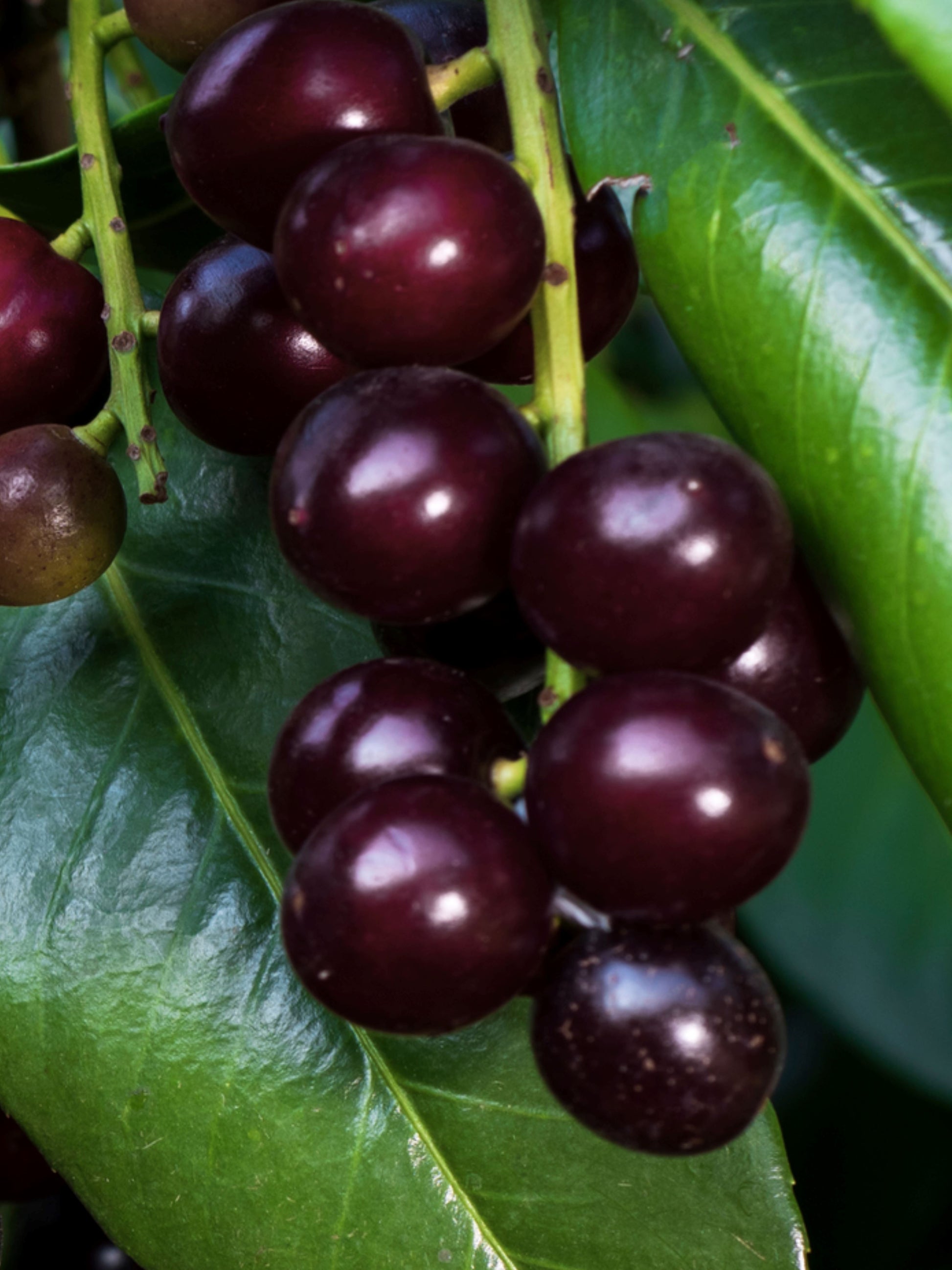 Close-up of berries in autumn