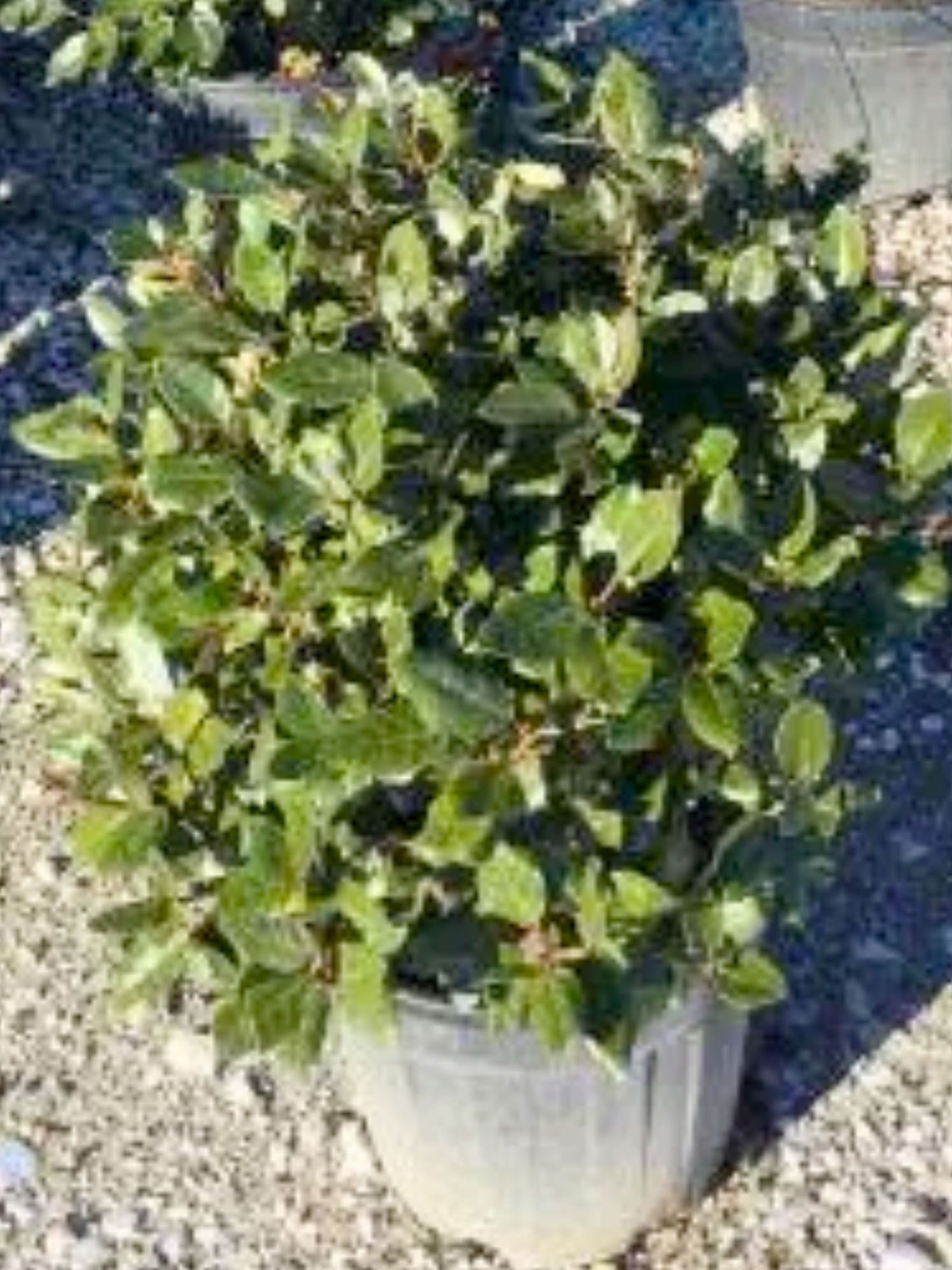 Oleaster Ball | 40cm