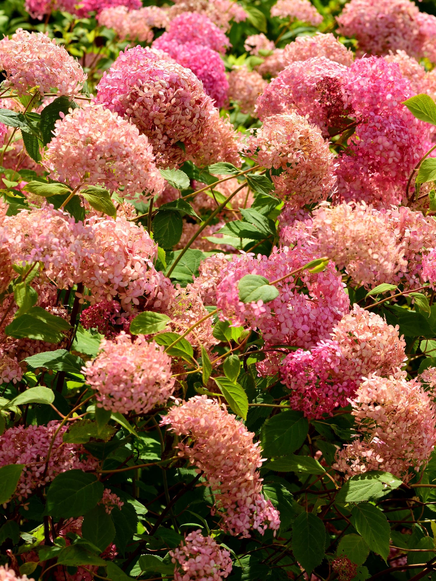 Pink Annabelle Hydrangea | 70-90cm