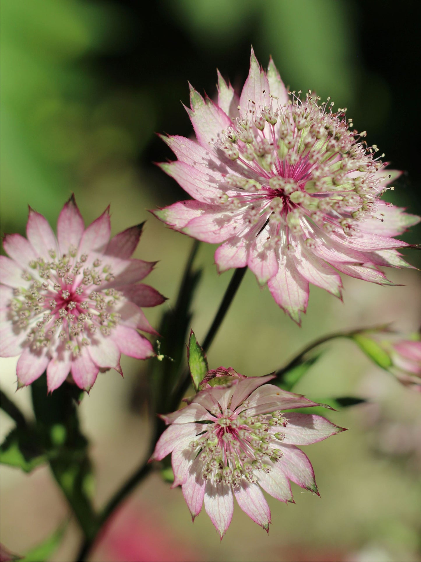 Pink Astrantia | 15-30cm
