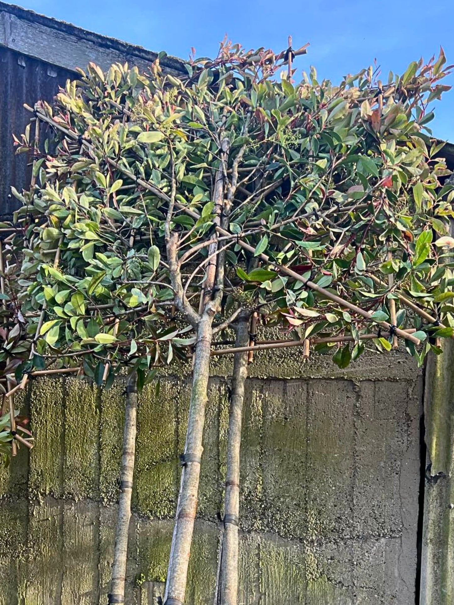 14-16cm / 120x120cm / Freshly pleached / September