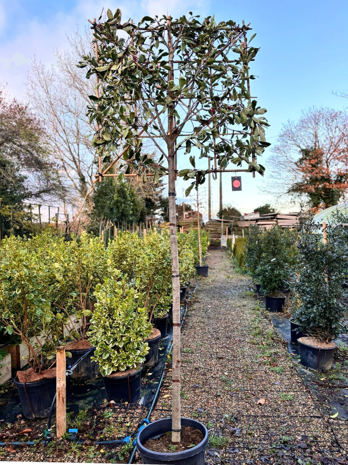 180cm / 14-16cm / 120x120cm / Freshly pleached / December