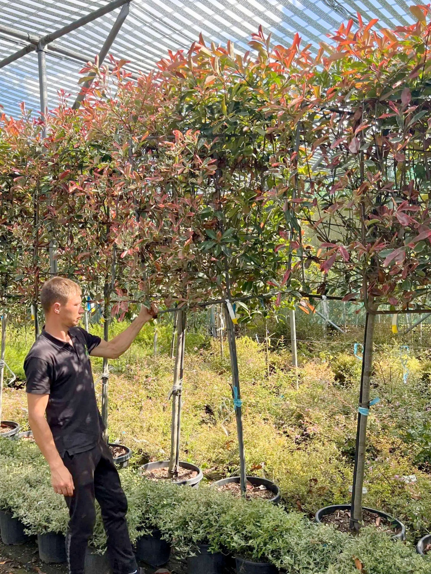 180cm / 12-14cm / 120x120cm / With growth / Summer