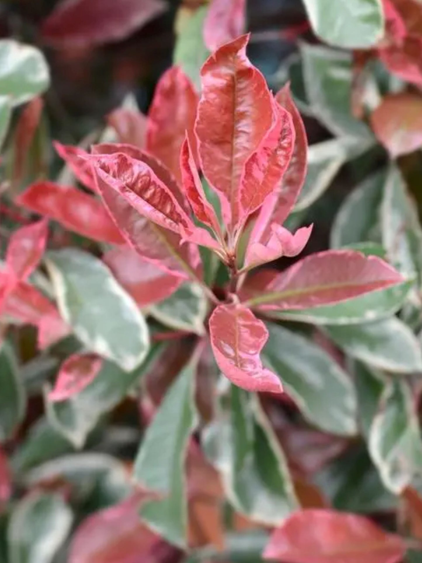 Close-up of foliage
