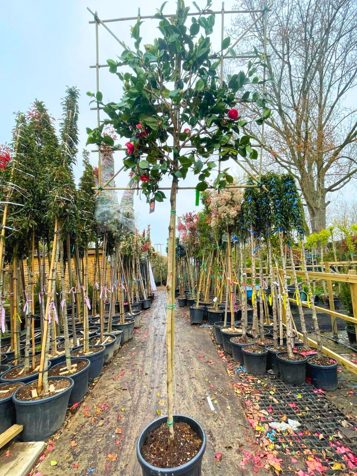 180cm / 8-10cm / 120x120cm / Freshly pleached / April
