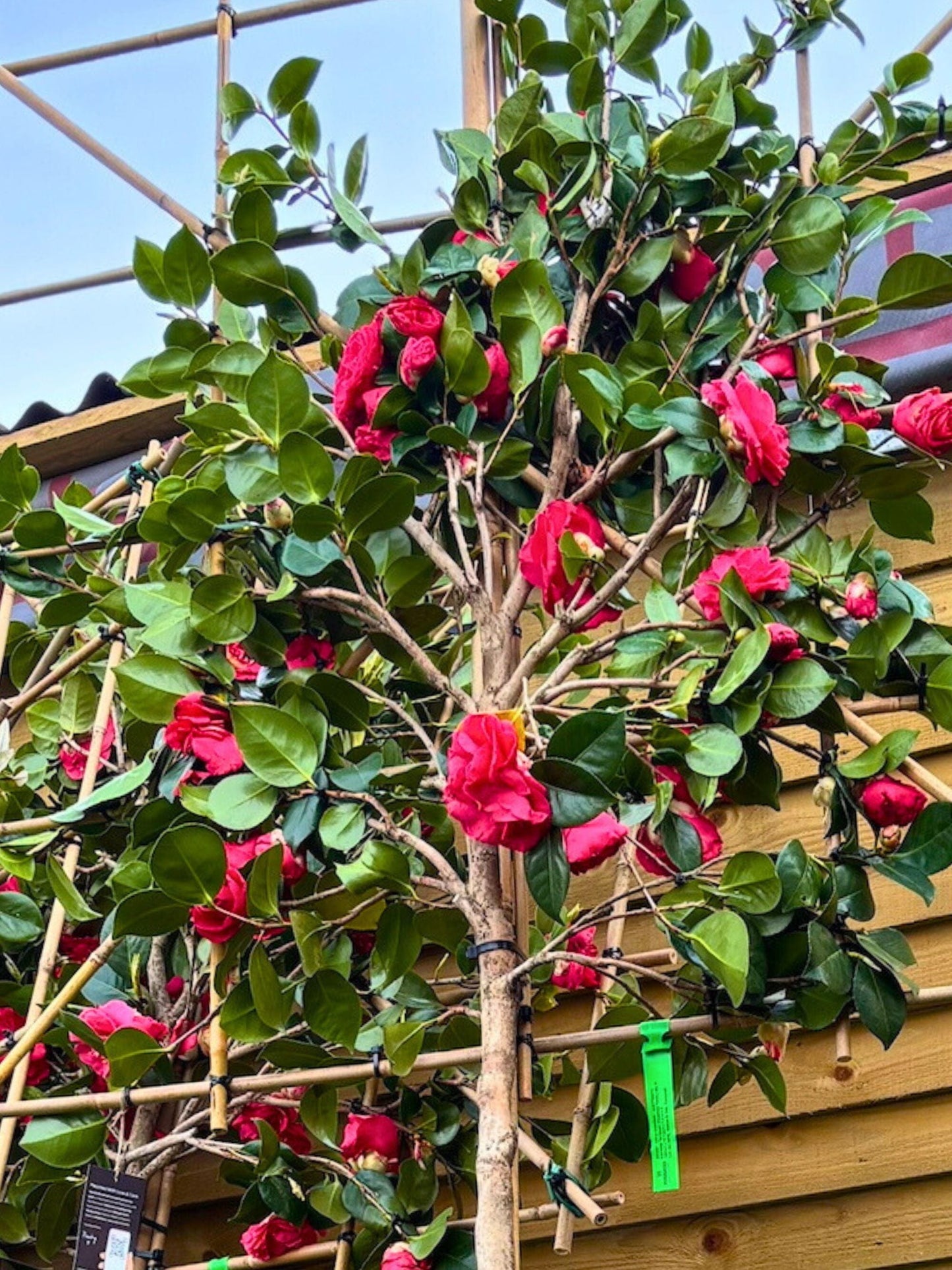 Close up of flowers (shade of pink may vary)