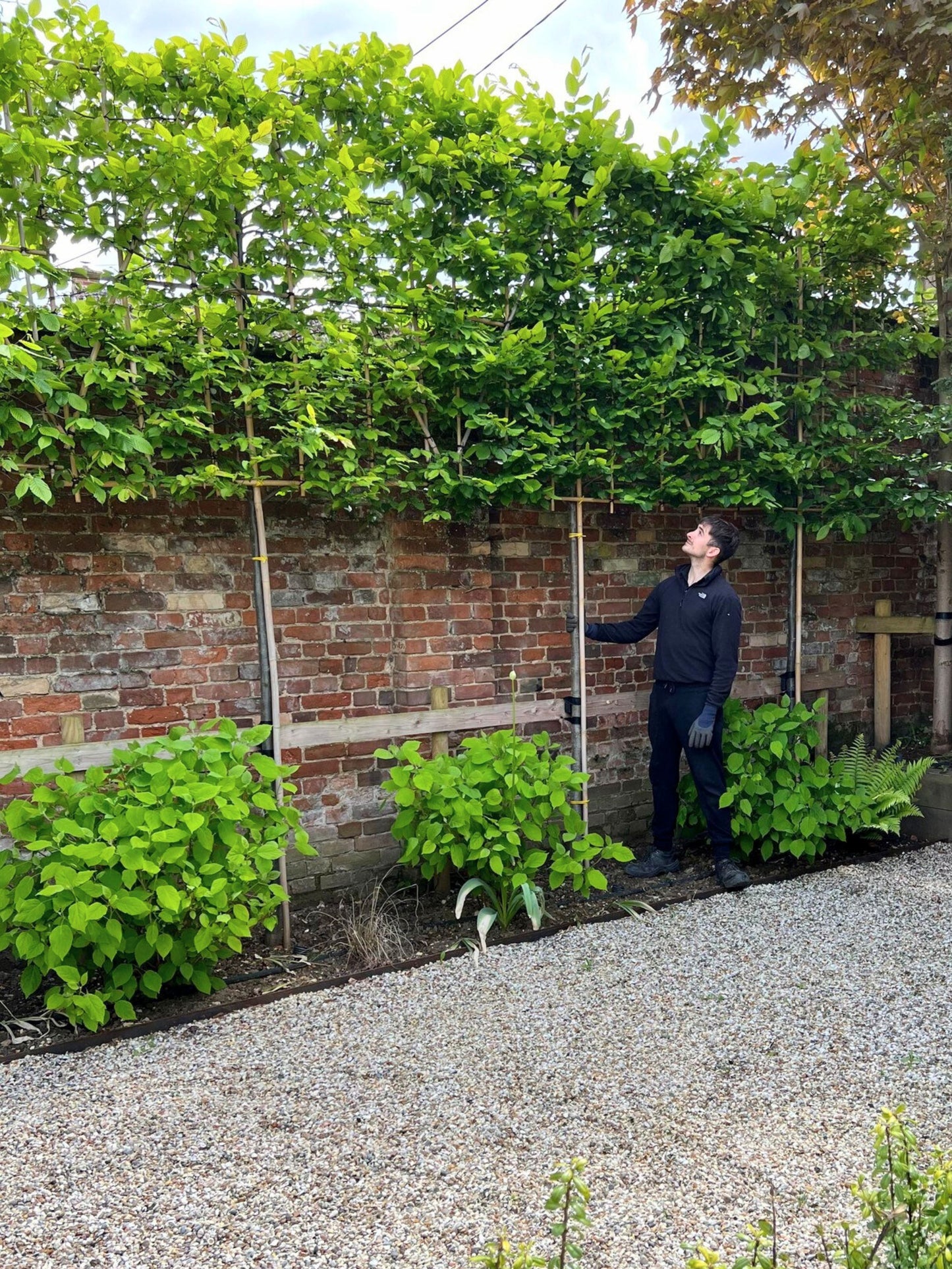 Pleached Hornbeam / Planting Service / June