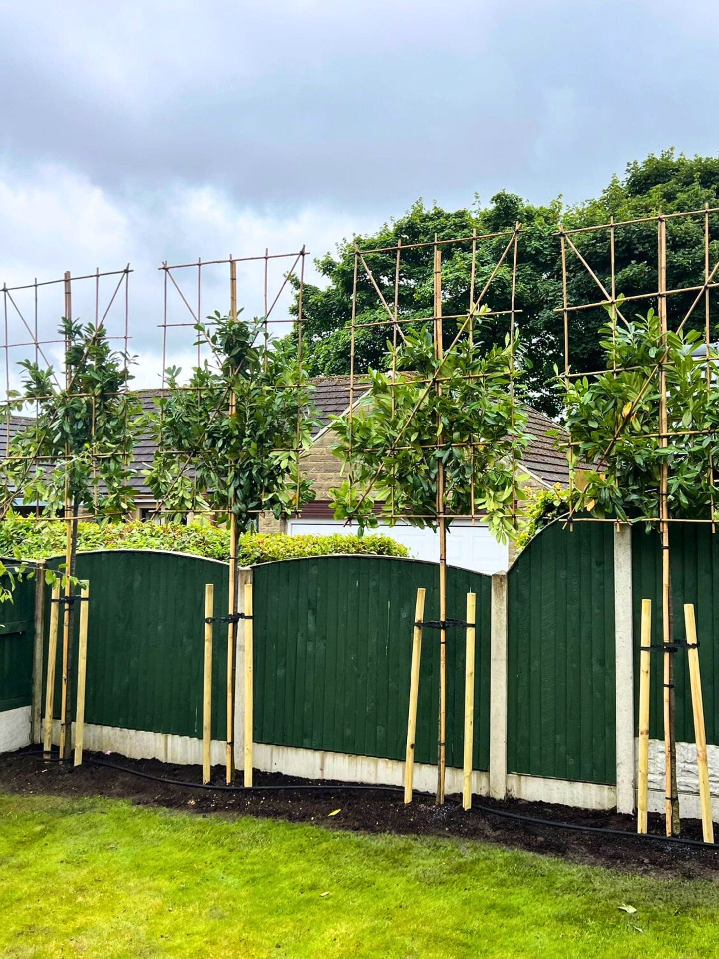Pleached Novita Laurel / Planting Service / September