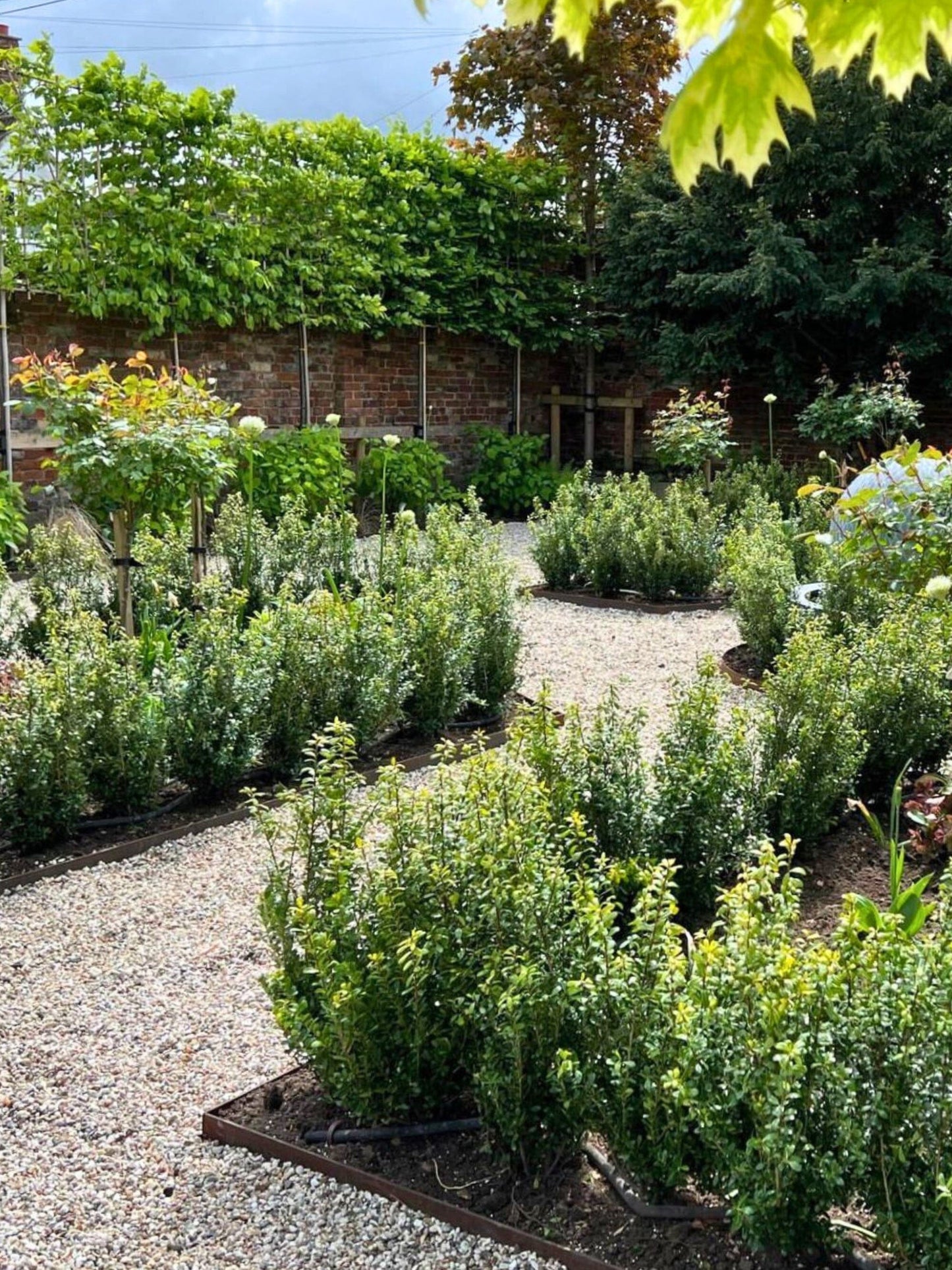 Pleached Hornbeam / Planting Service / June