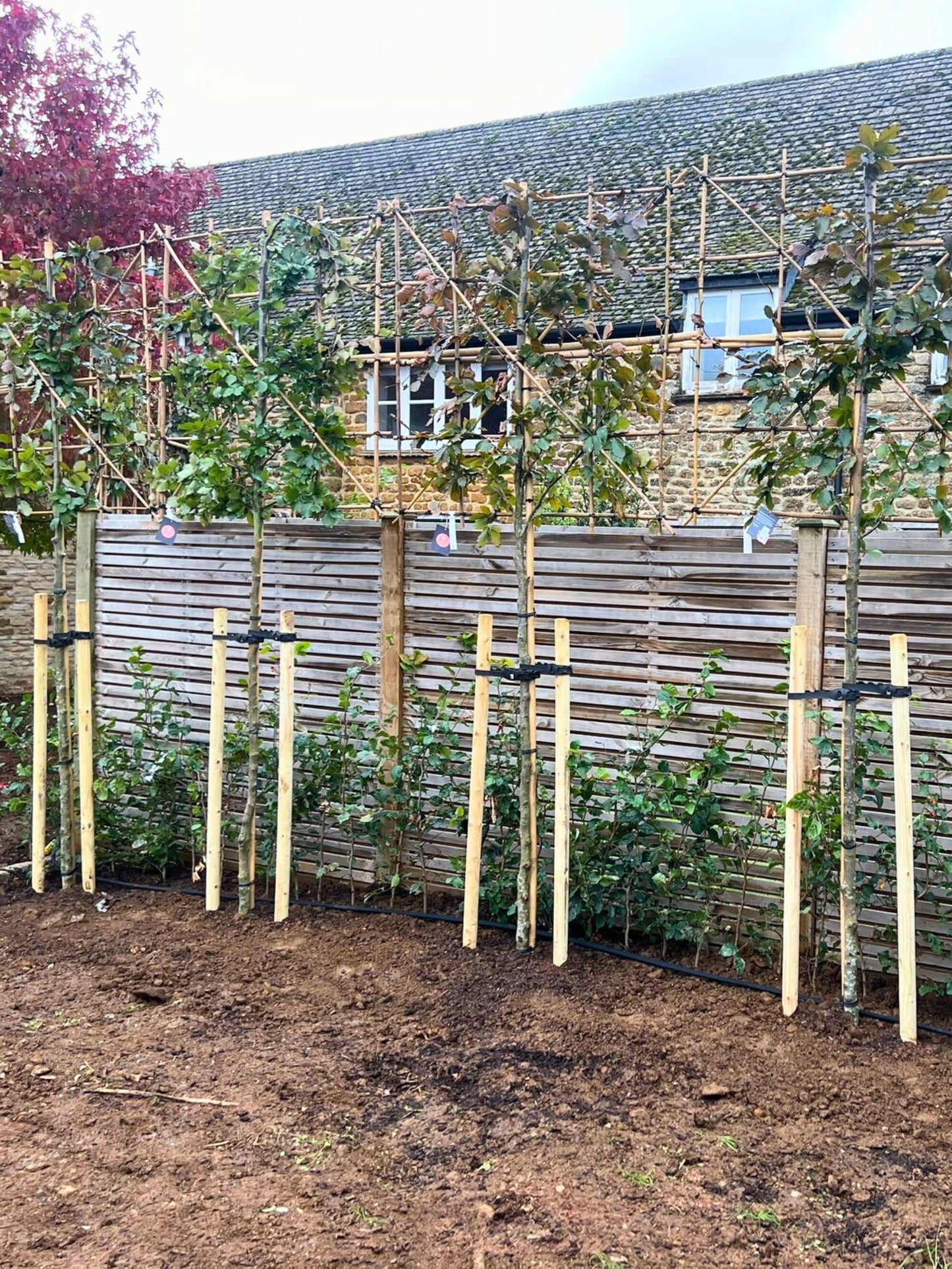 Pleached Cooper Beech / Planting Service / Septemeber