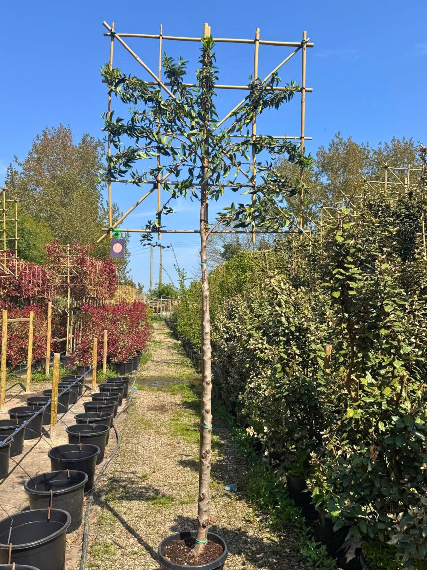 180cm / 10-12cm / 120x120cm / Freshly pleached / April