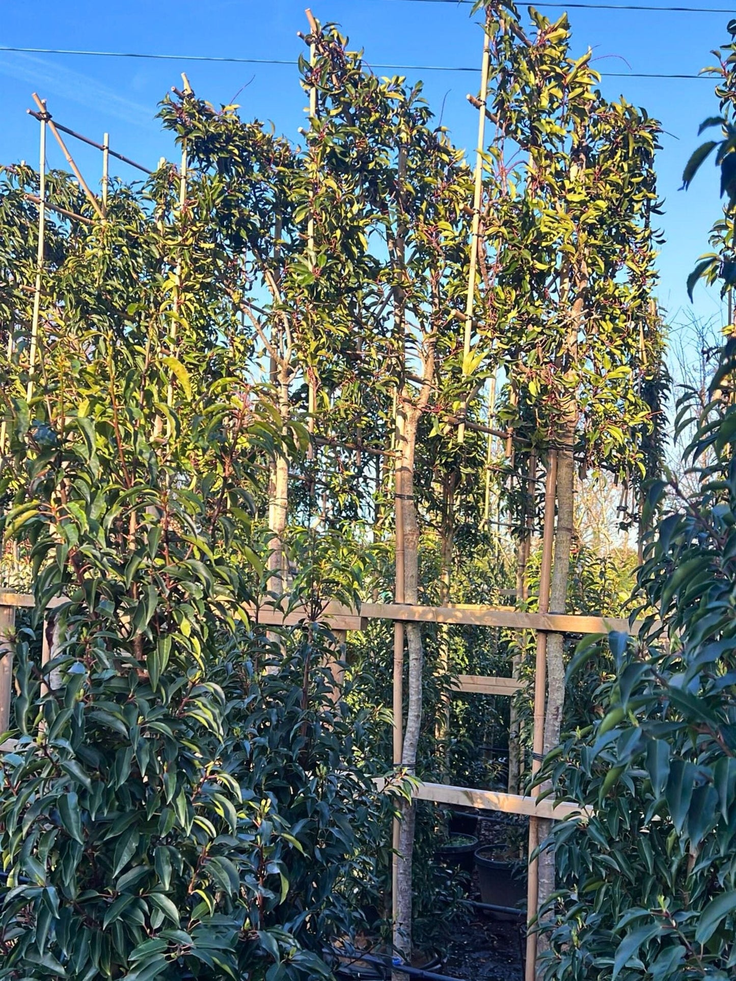 12-14cm / 120x120cm / Freshly pleached / April