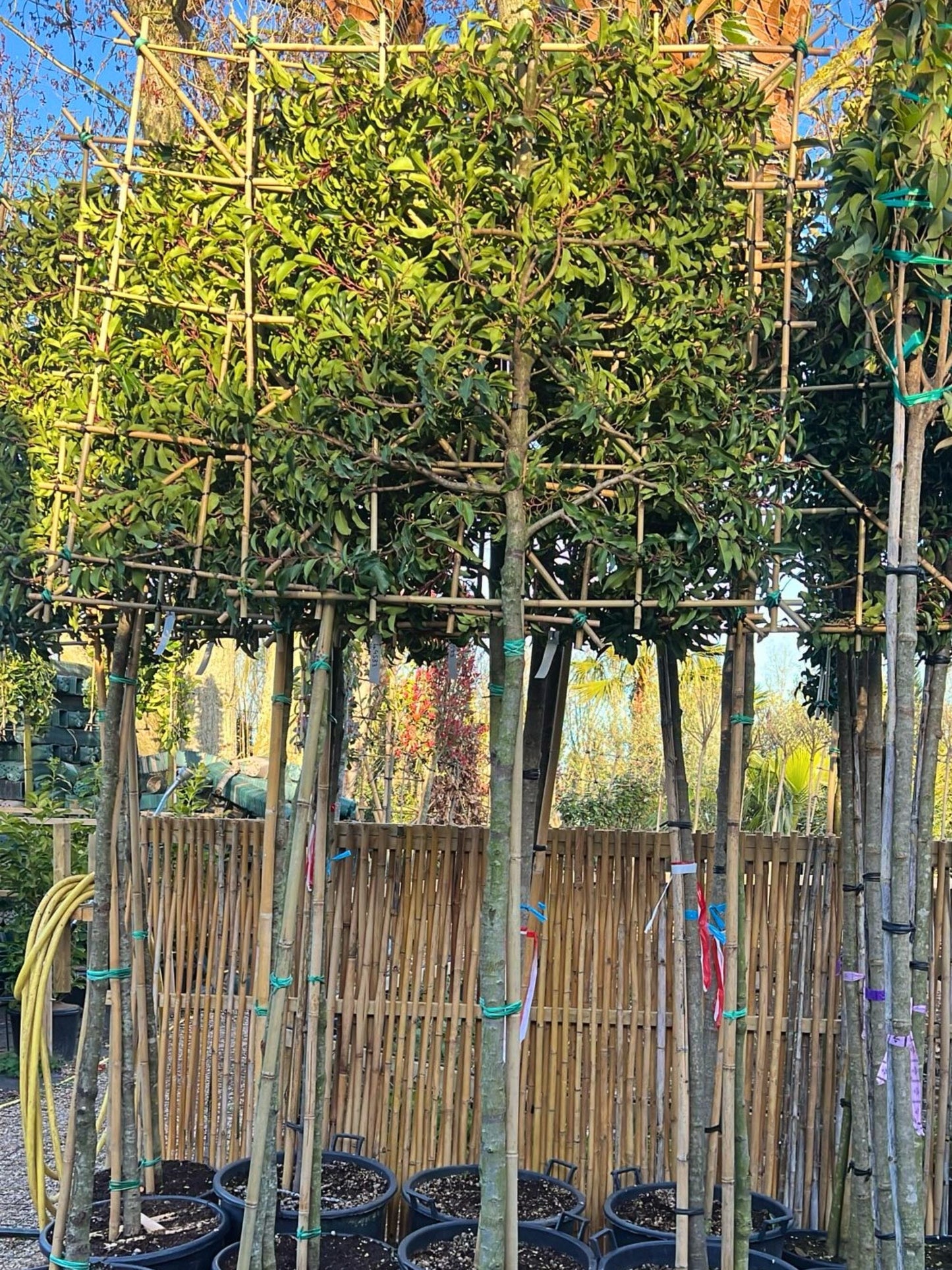 180cm / 14-16cm / 120x120cm / Freshly pleached / April