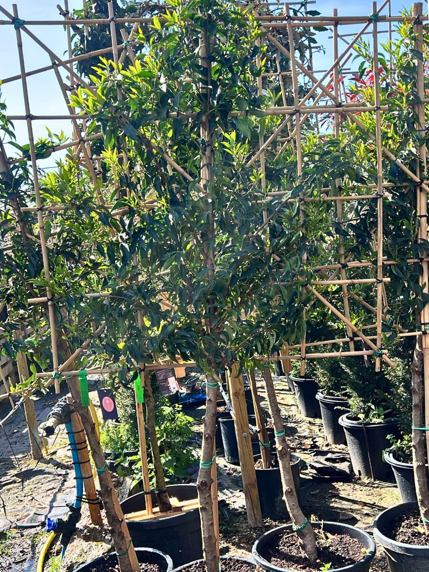 80cm Custom clear stem / 10-12cm / 120x120cm / Freshly pleached / May