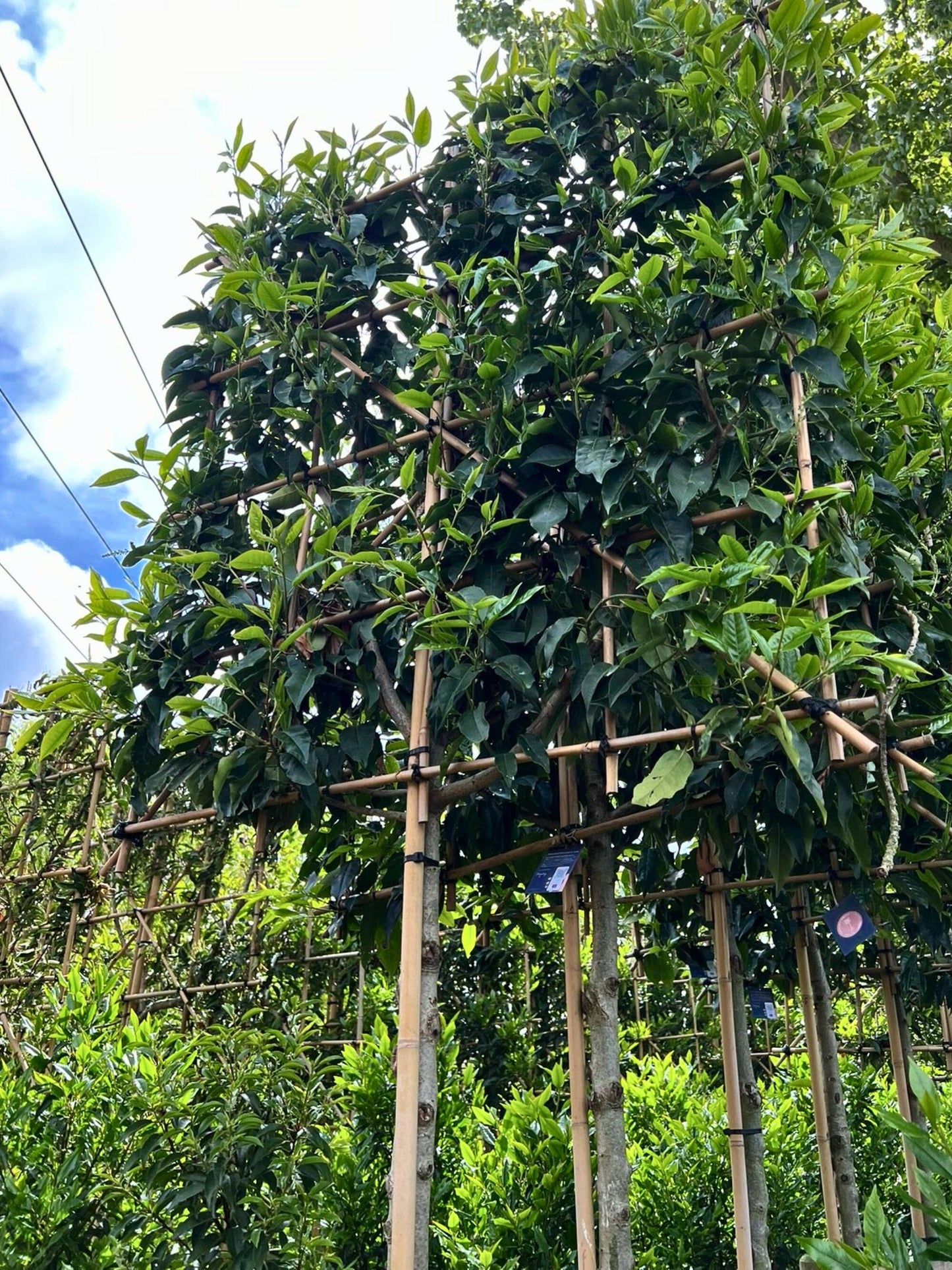 14-16cm / 120x120cm / Freshly pleached / May