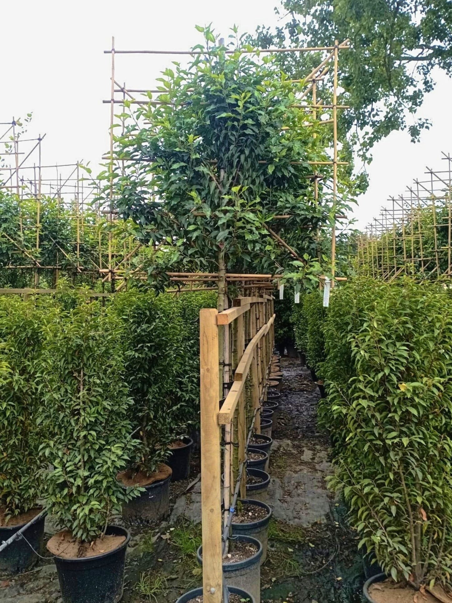 Portuguese Laurel growing in the nursery / Wide range of sizes and hedging / June